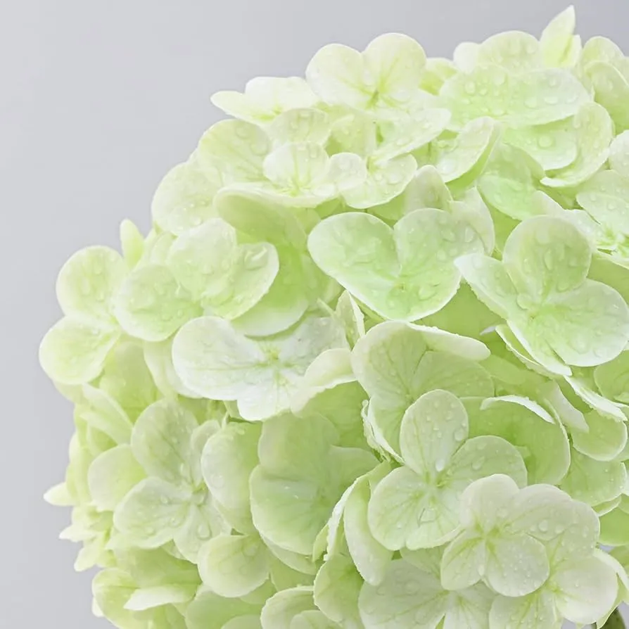Fake flores verus tactus Hydrangeae
