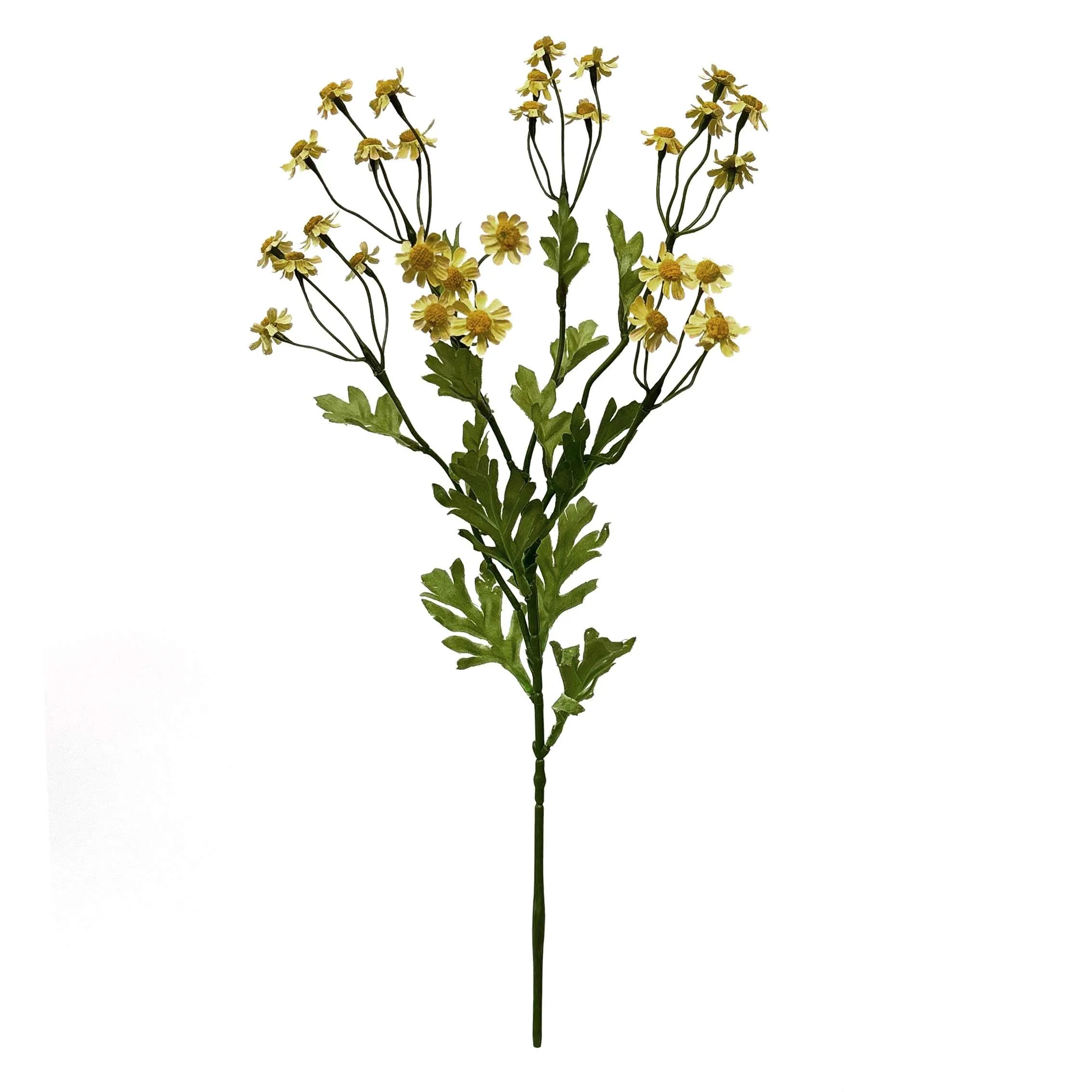 Unum parum primula