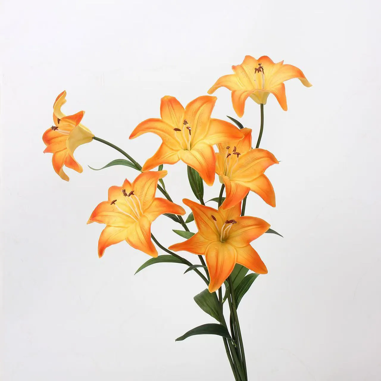 Amans lilium