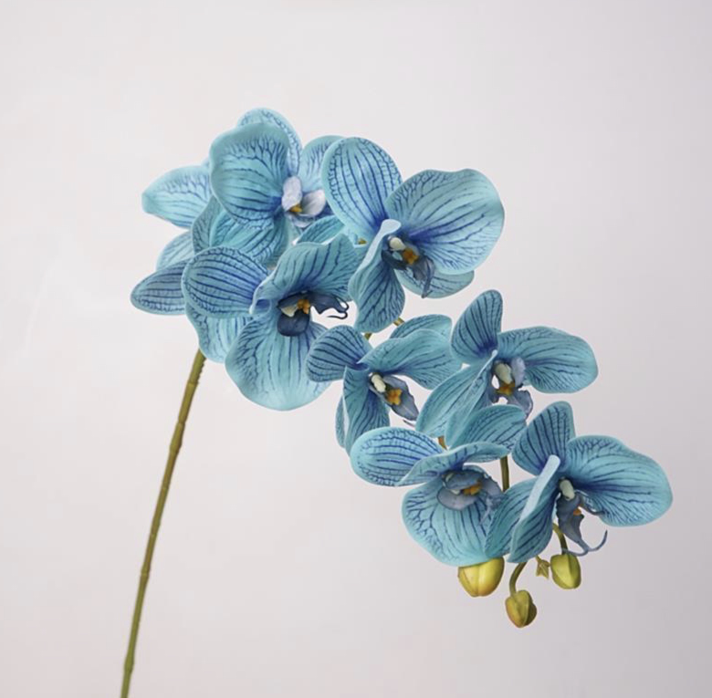 Phalaenopsis orchid