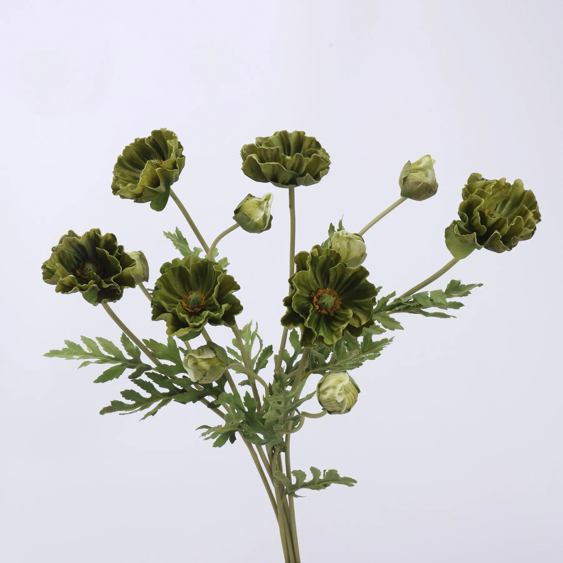 populum