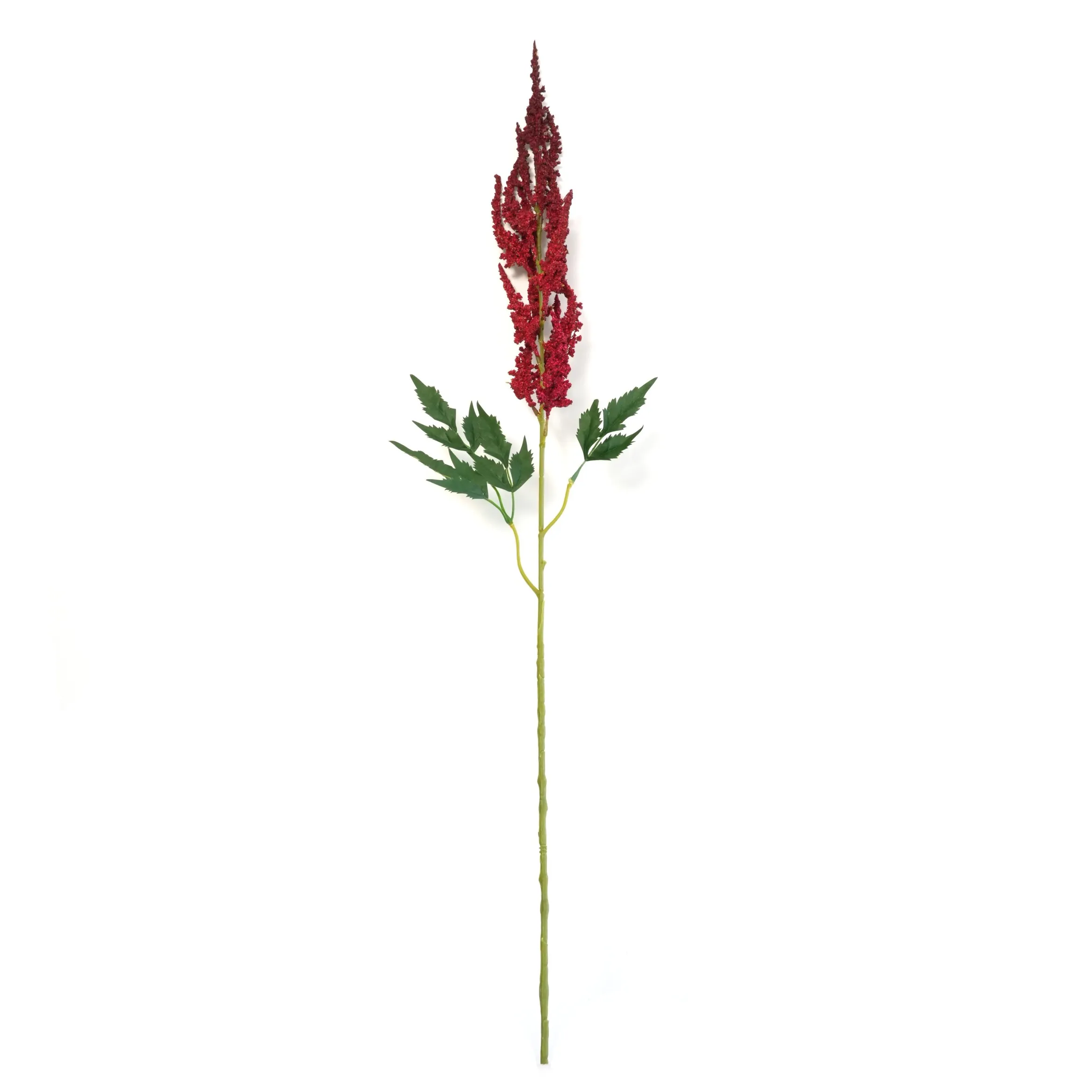 Astilbe chenis