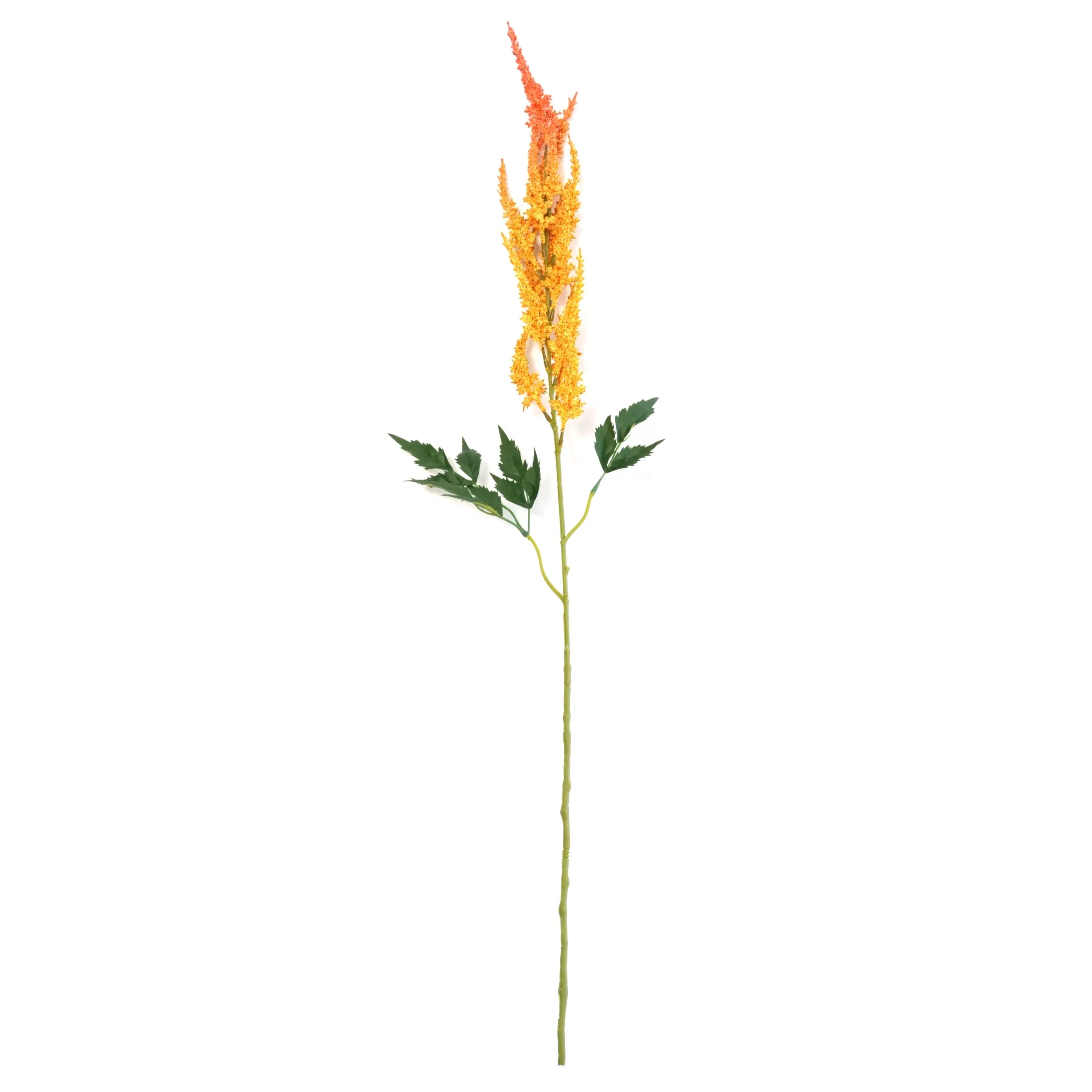 Astilbe chenis