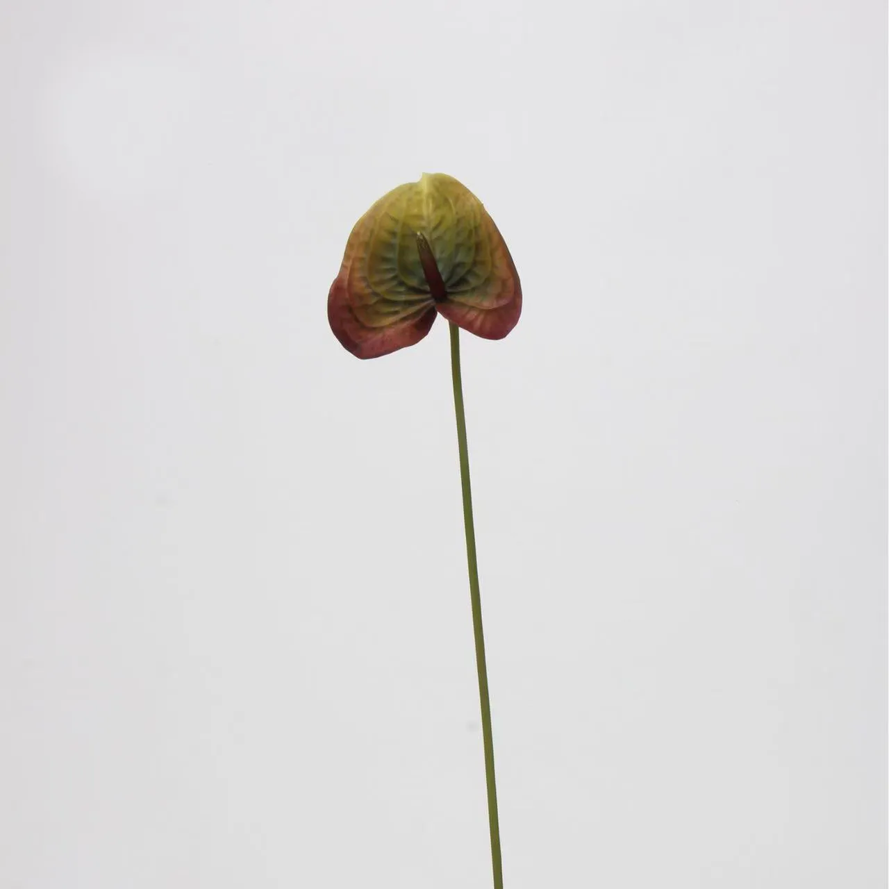 anthurium palmam