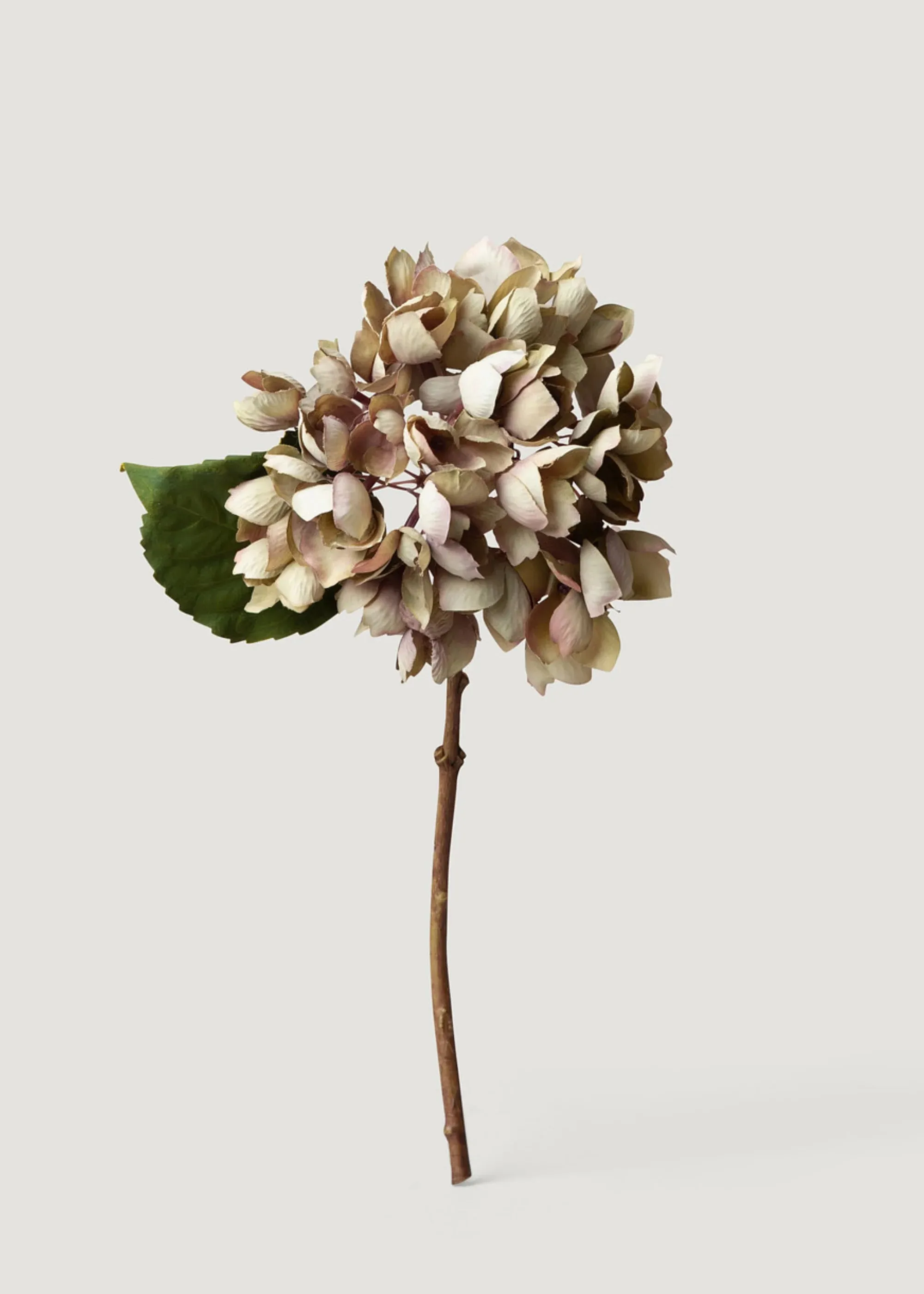 Exaruit vultus fake Hydrangea flos