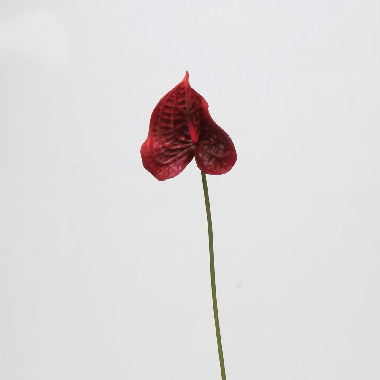 anthurium palmam