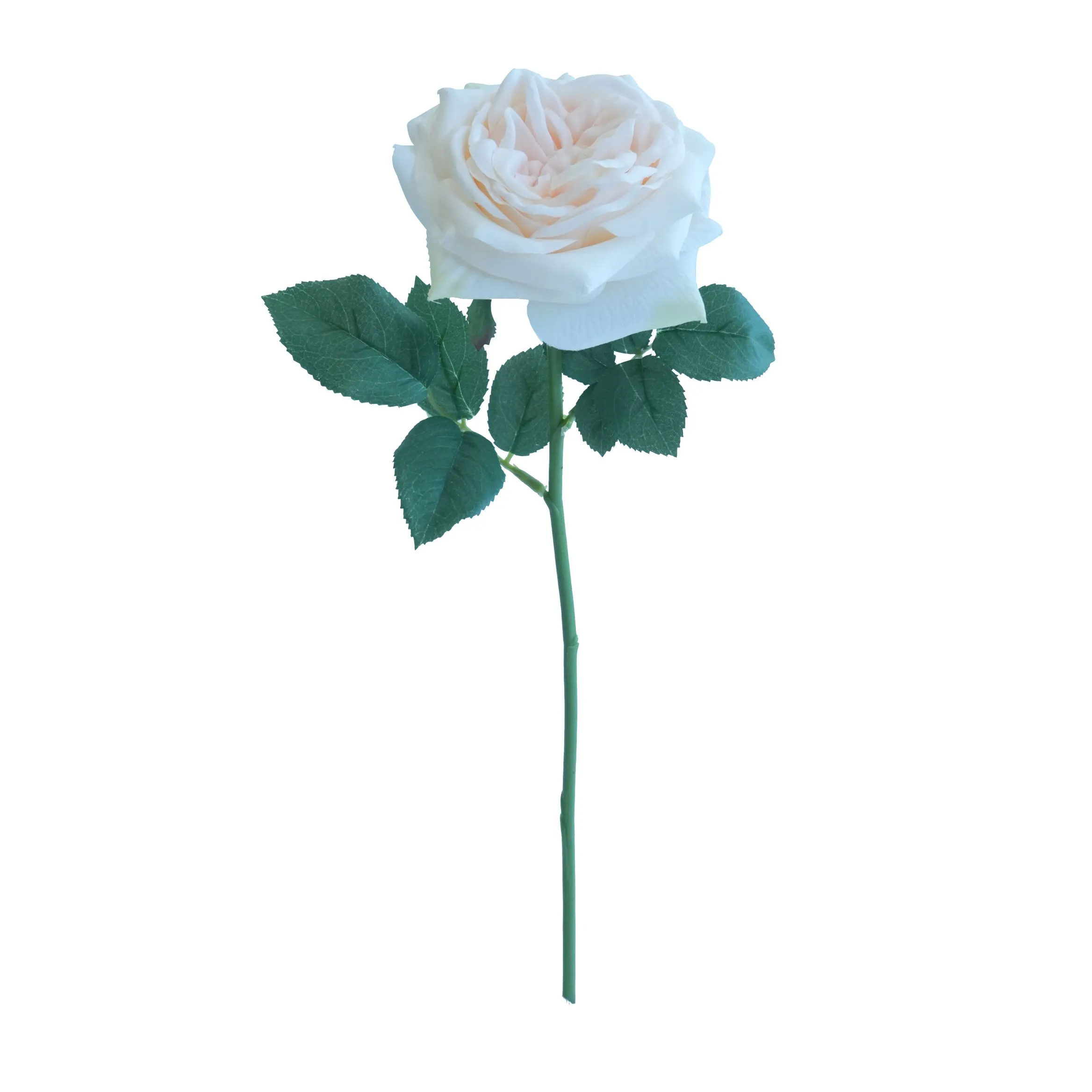 Short lilium Rose