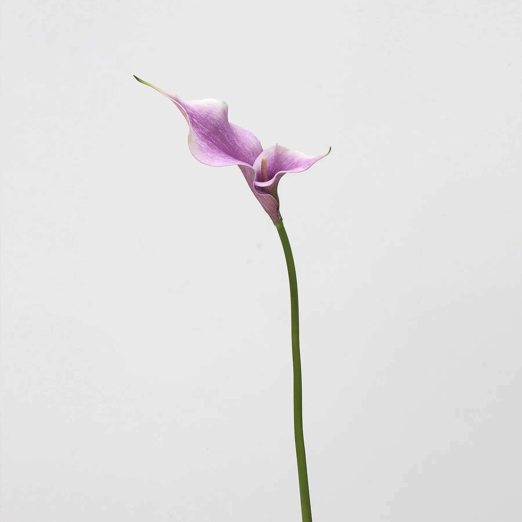 Calla lilium