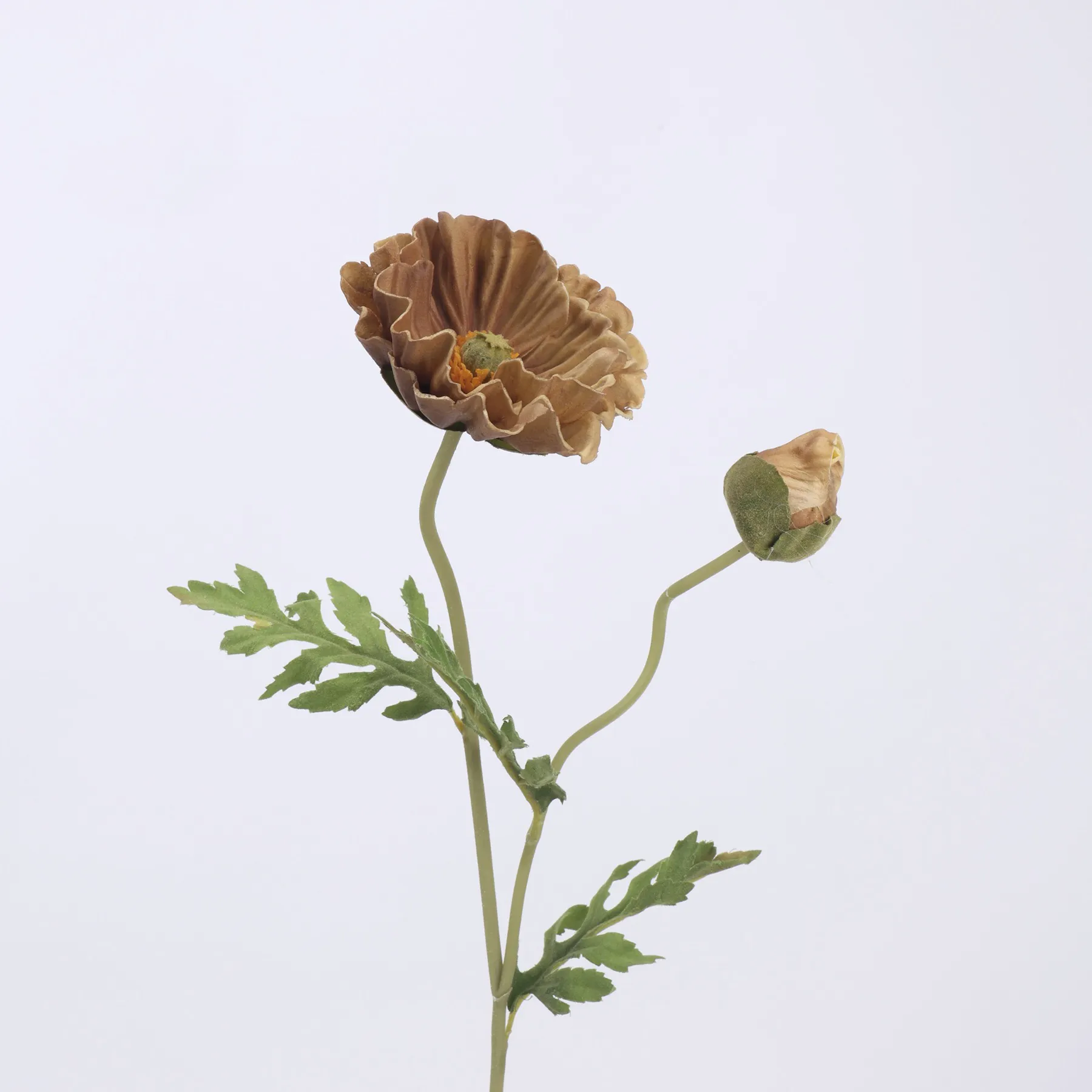populum
