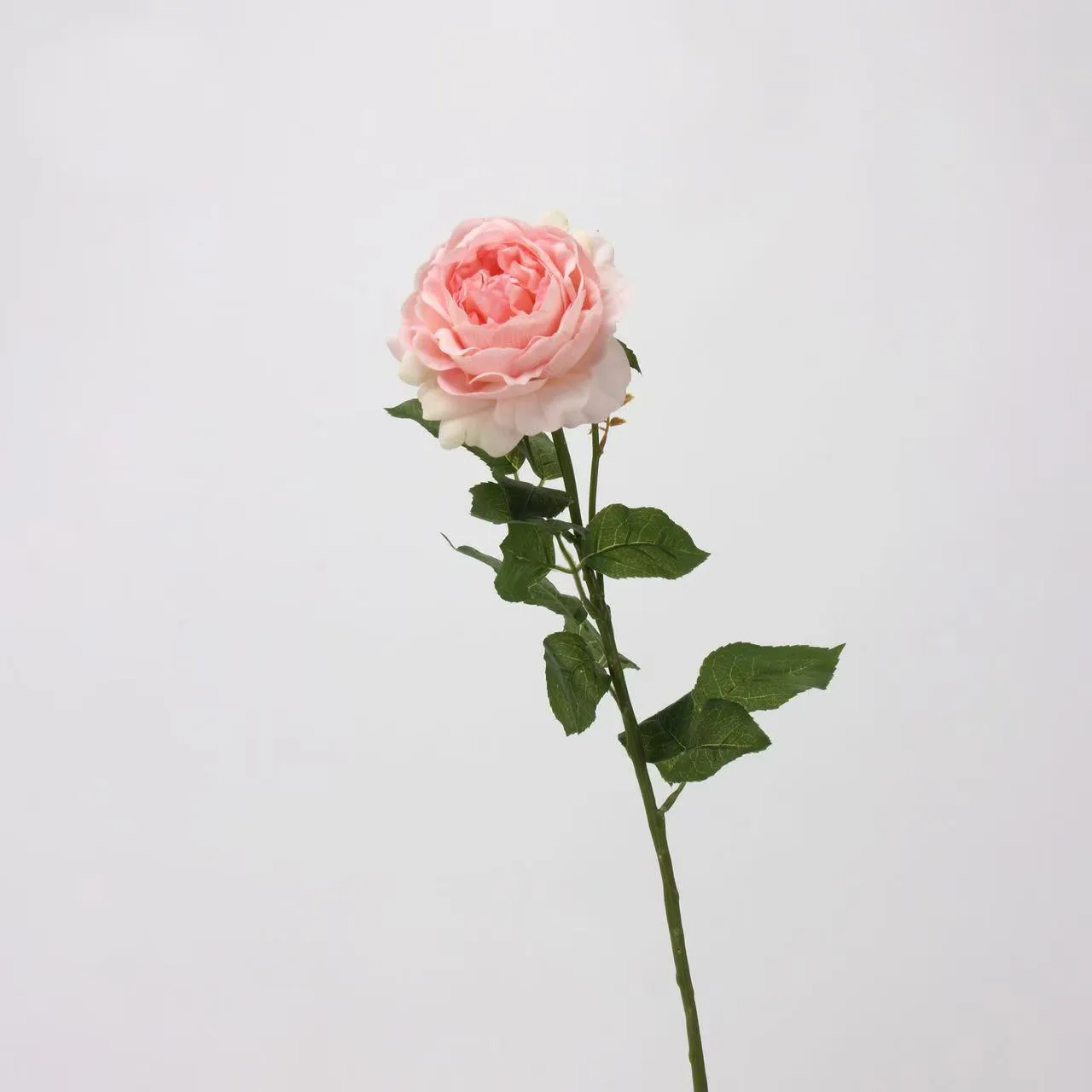 R. Lotus Rose