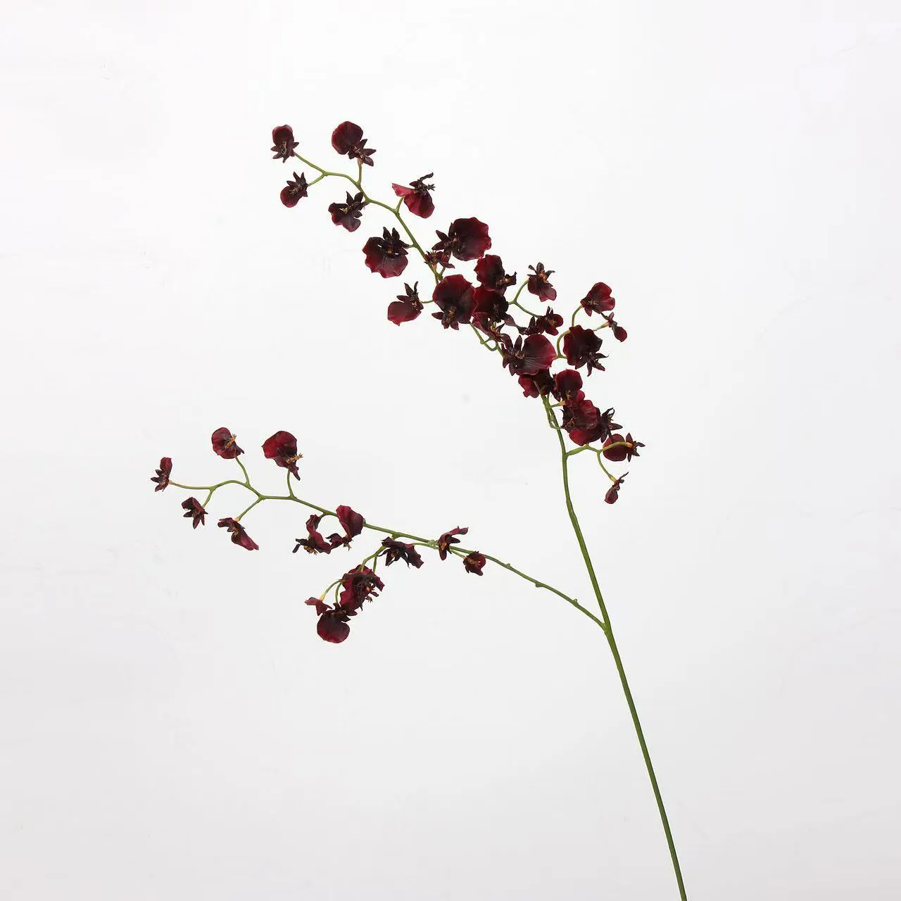 choris orchid