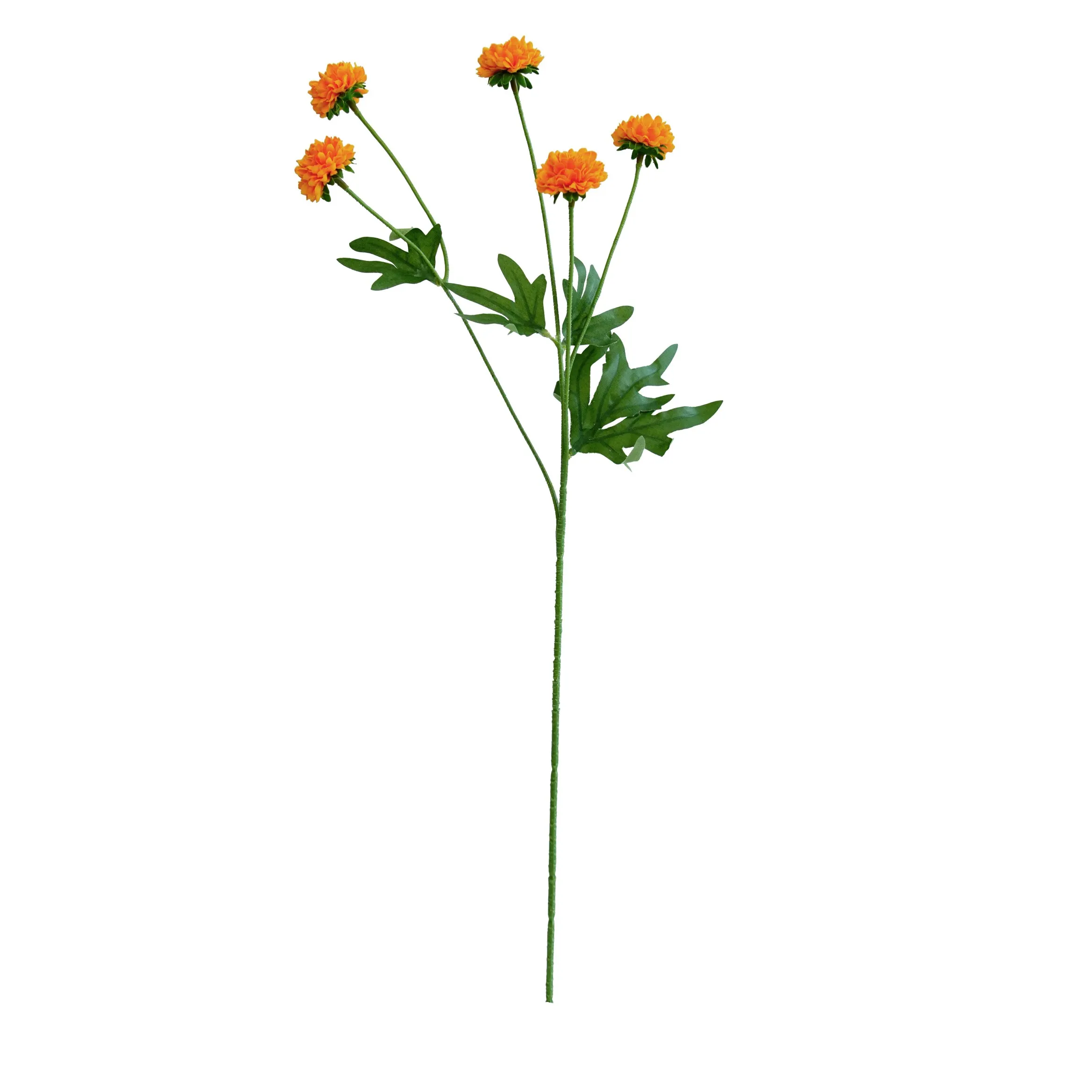 Unum chrysanthemum