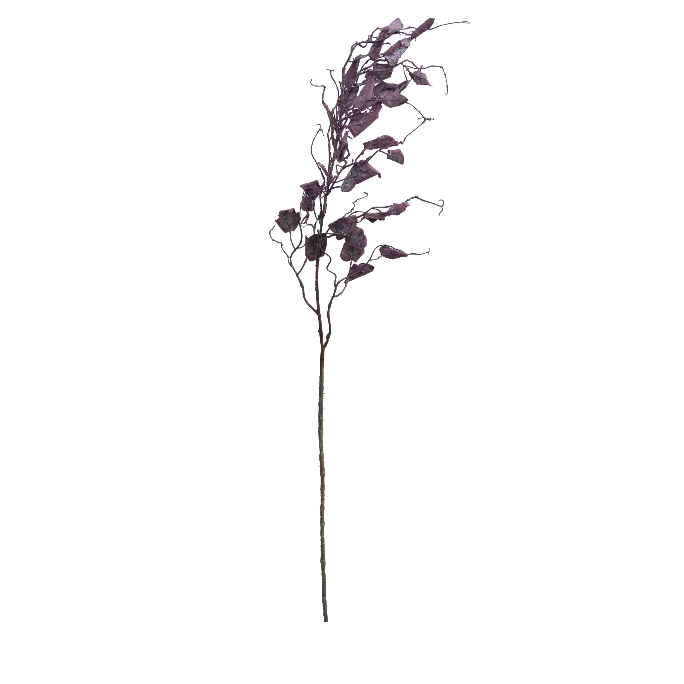 A unum draco barbatum II