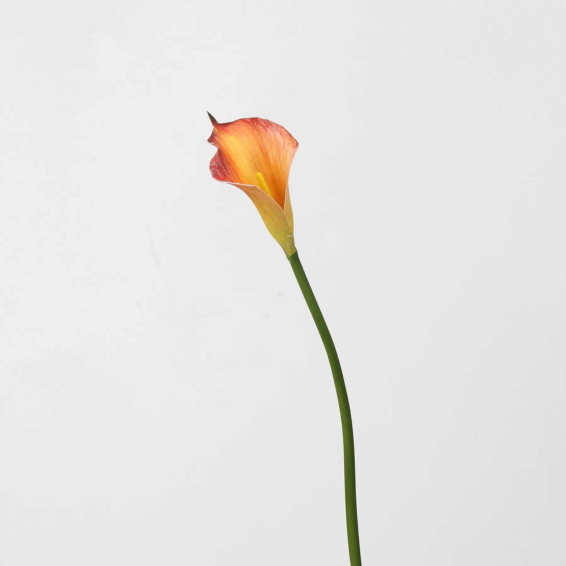 Calla lilium