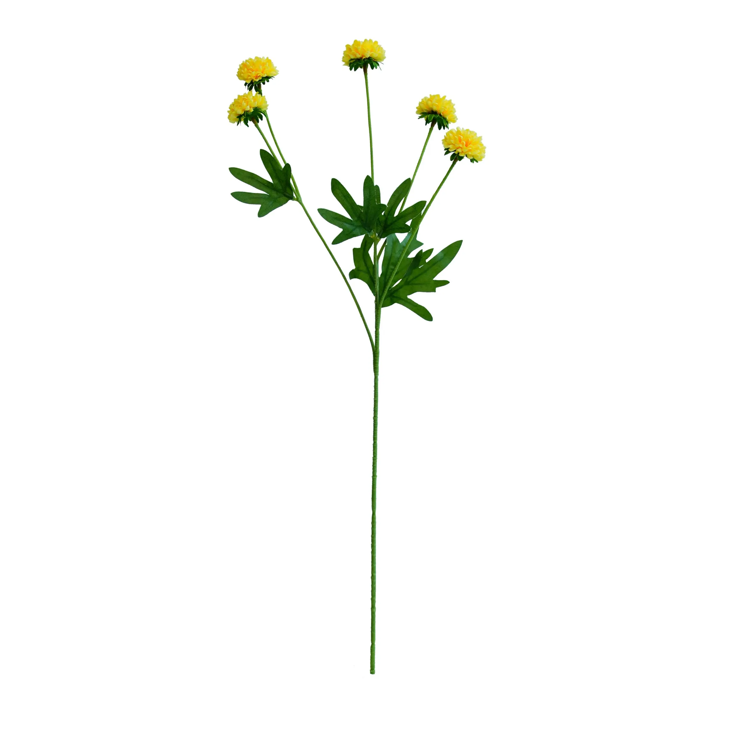 Unum chrysanthemum