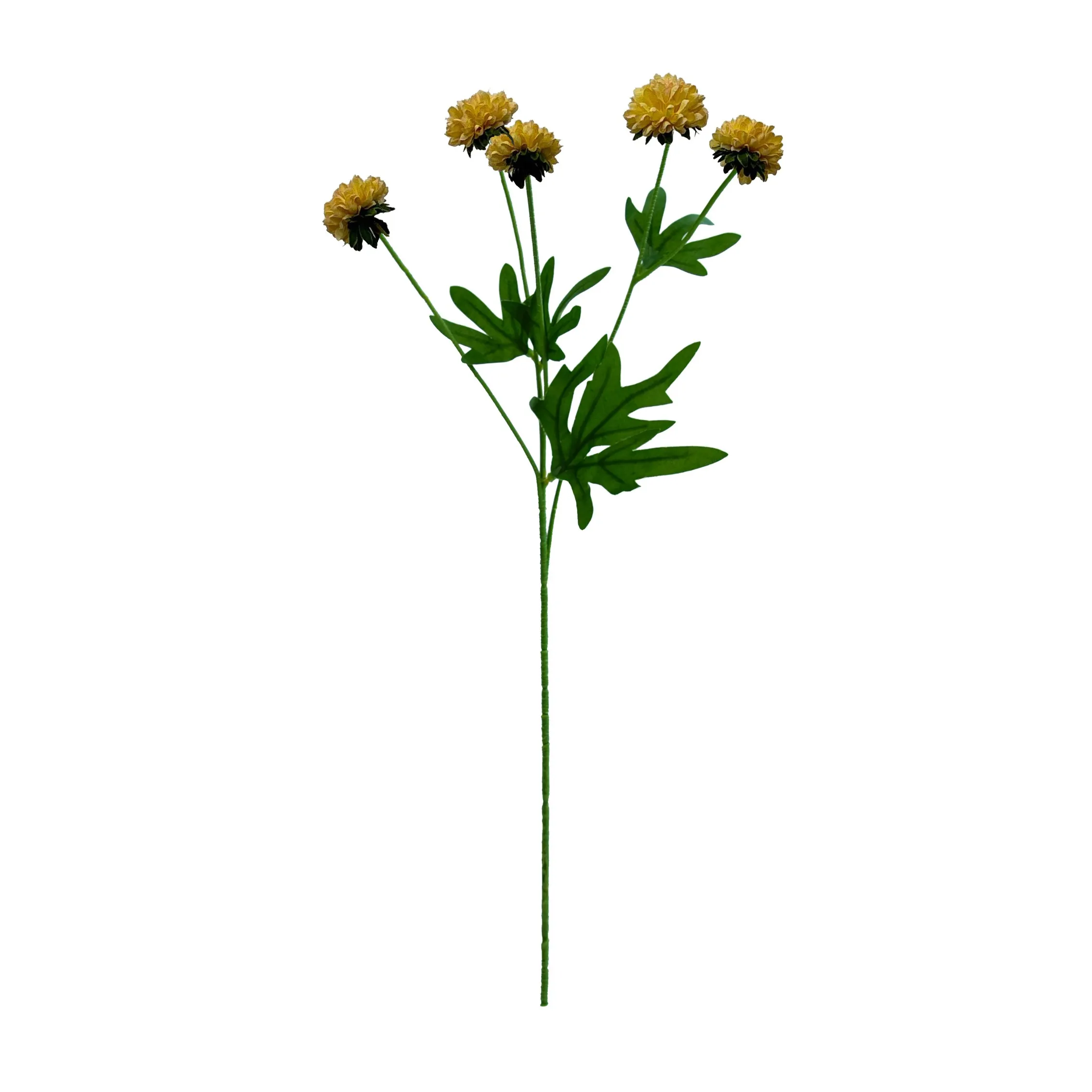 Unum chrysanthemum