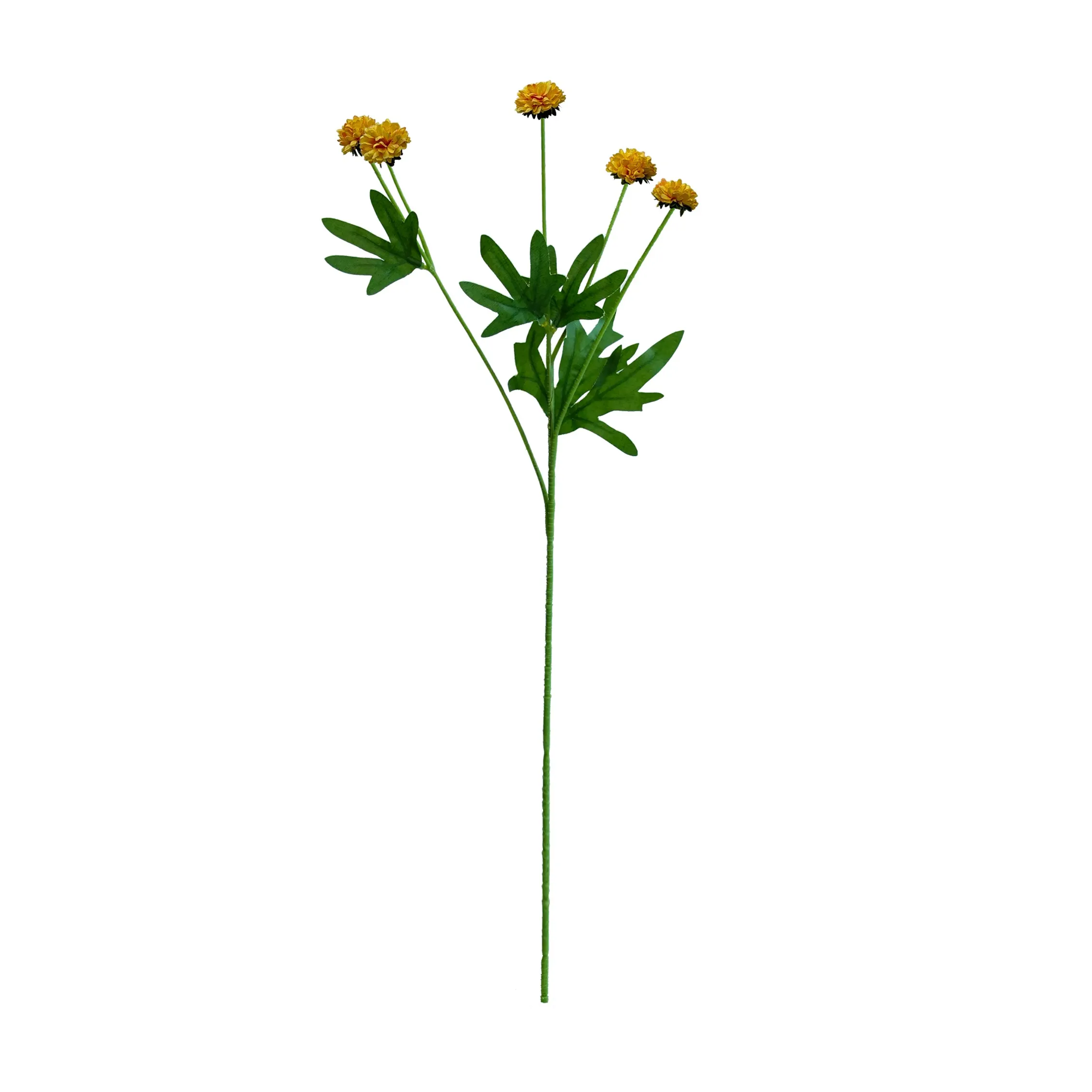 Unum chrysanthemum