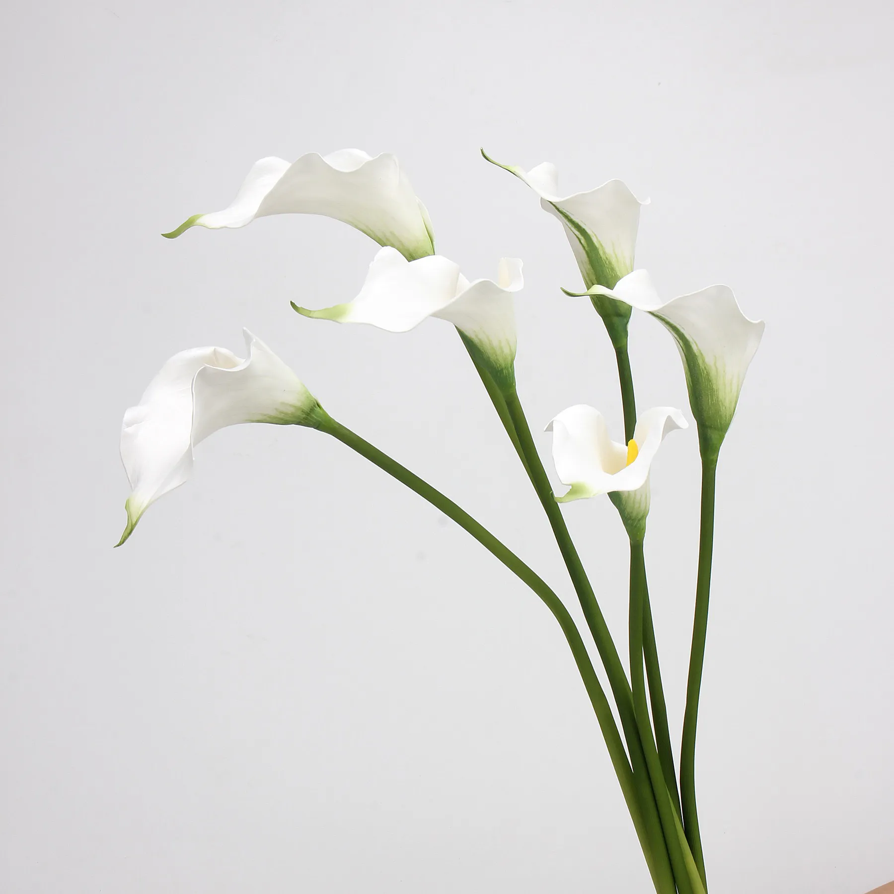 Calla lilium