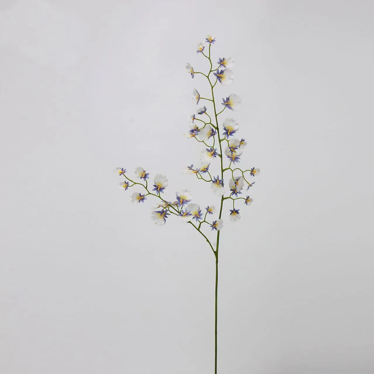 choris orchid