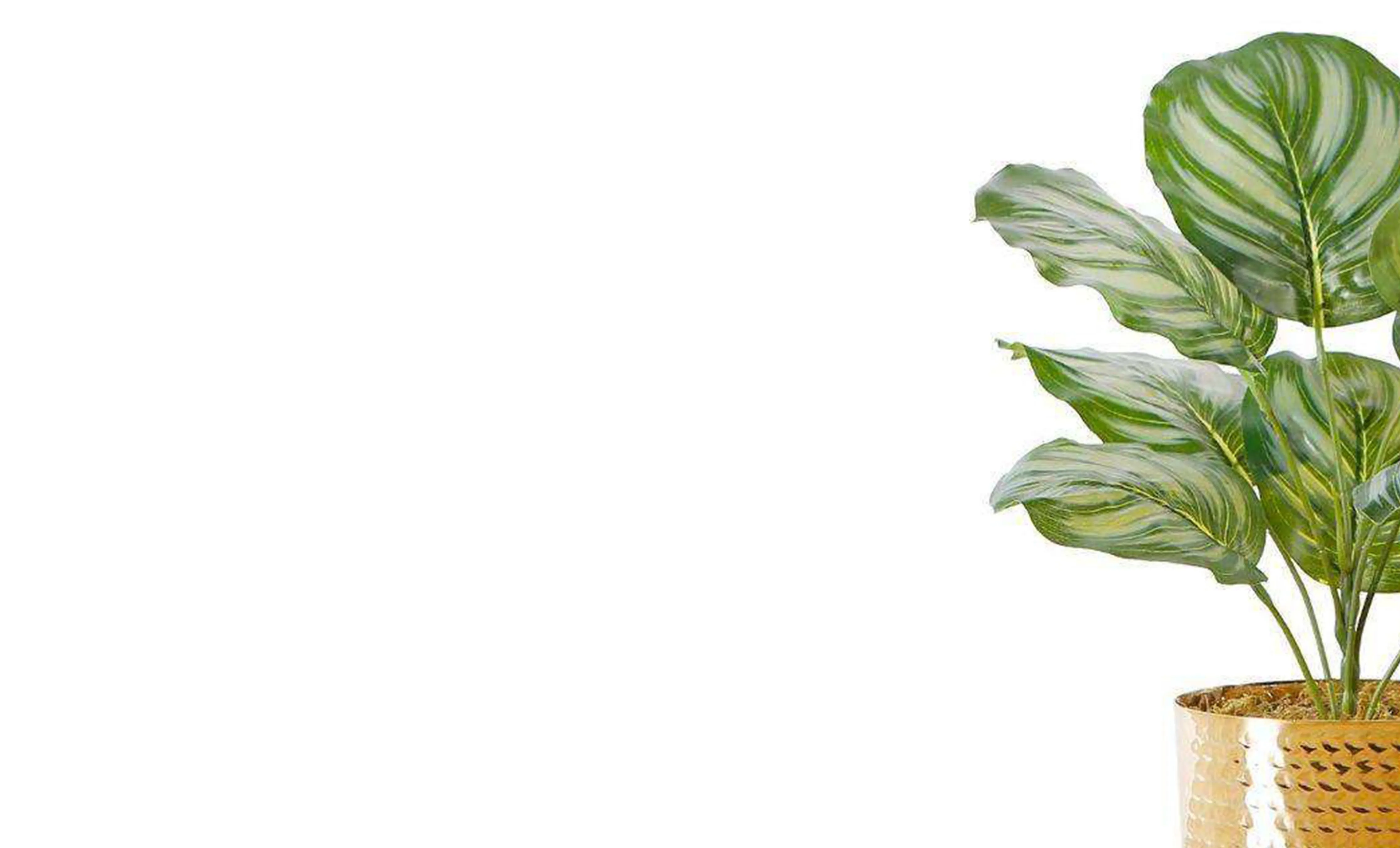 Artificialis viridis plant