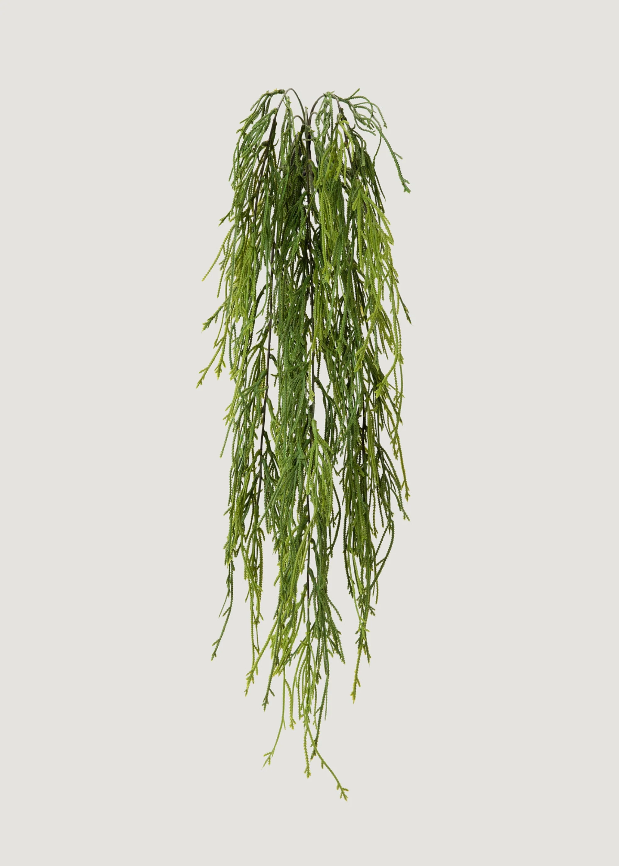 Indoor_outdoor fake tentorium musco Fern herba incipiens a C