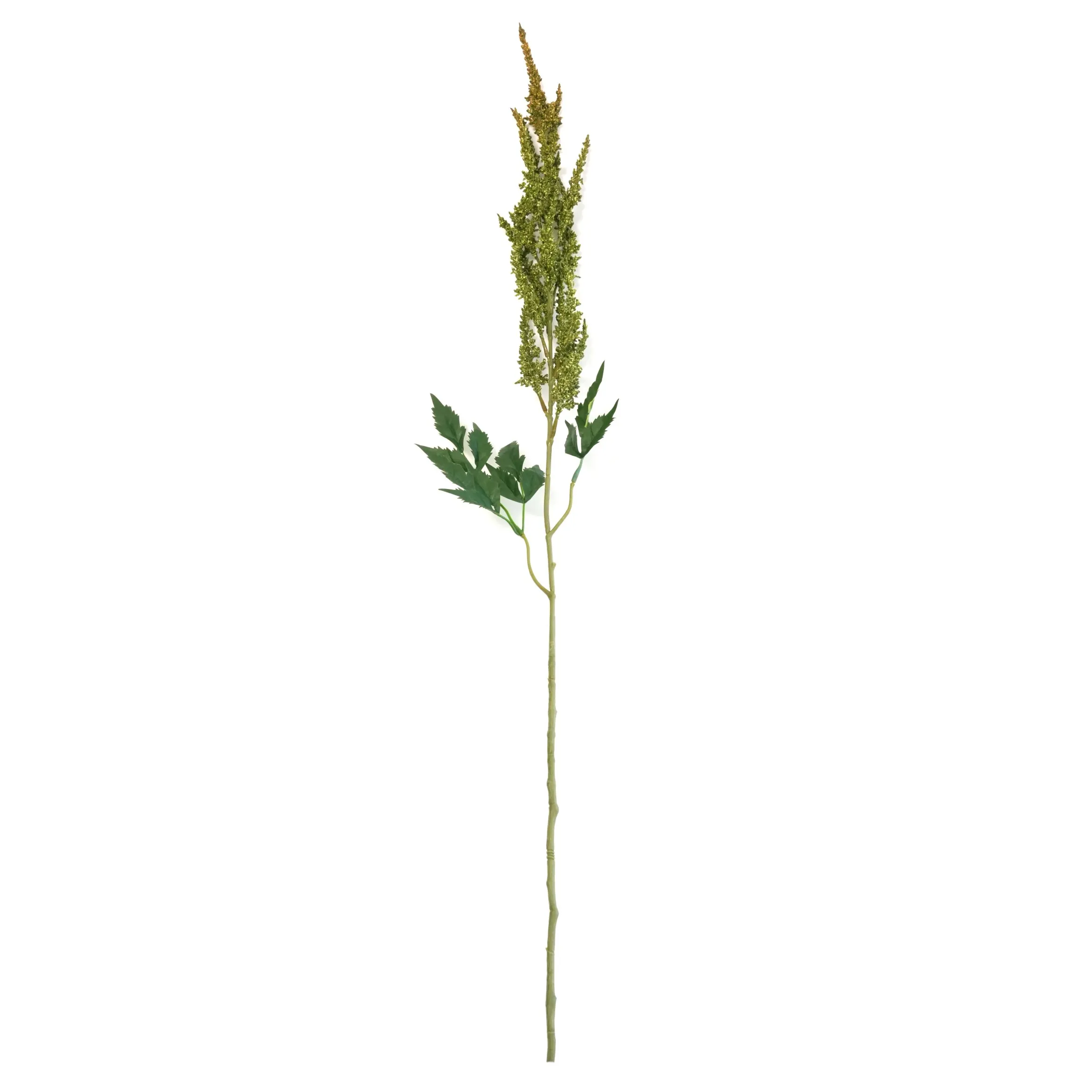 Astilbe chenis