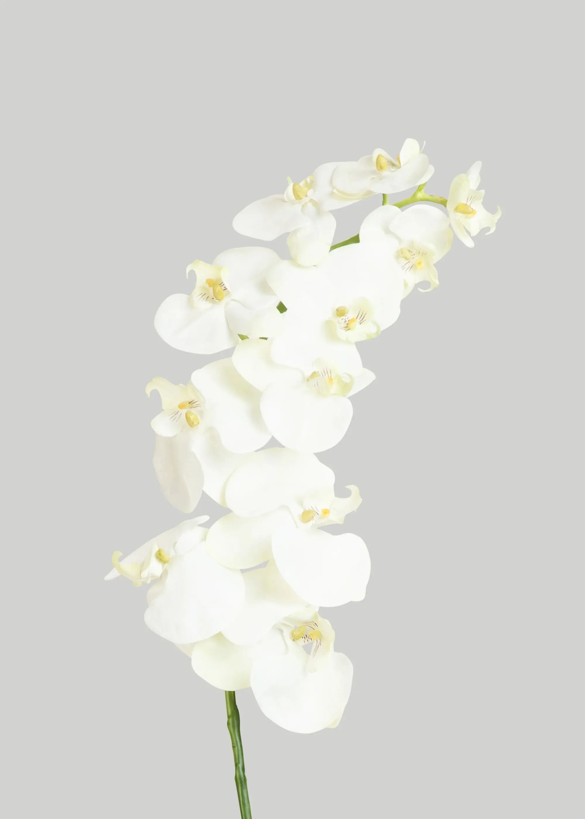 Phalaenopsis orchid