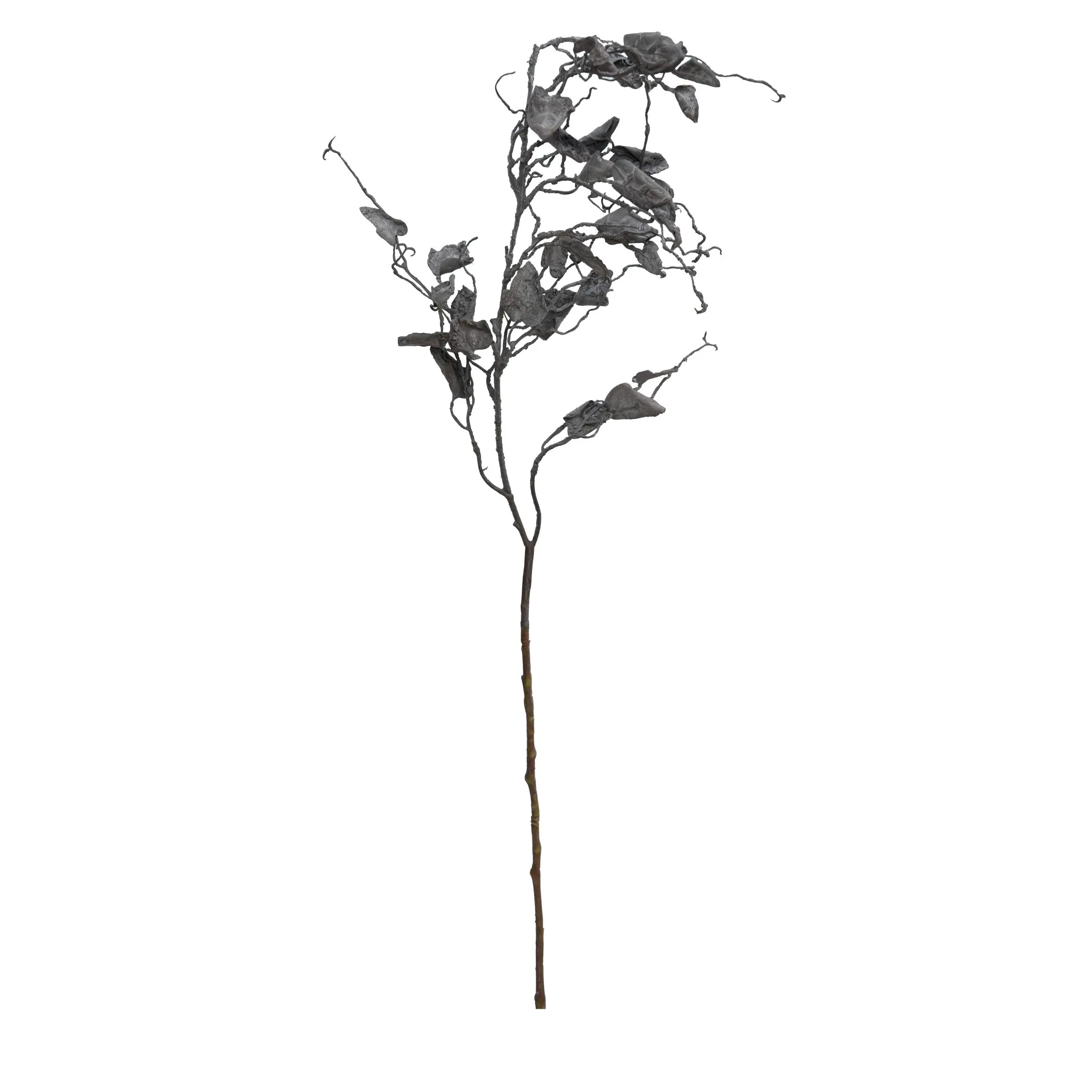 A unum draco barbatum II