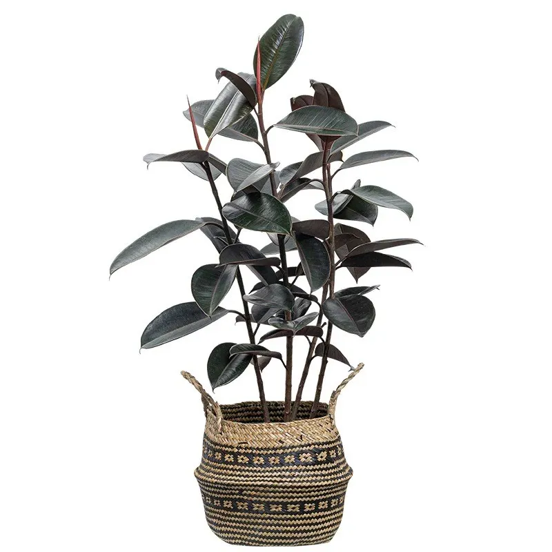 Artificialis Flexilis potted plant