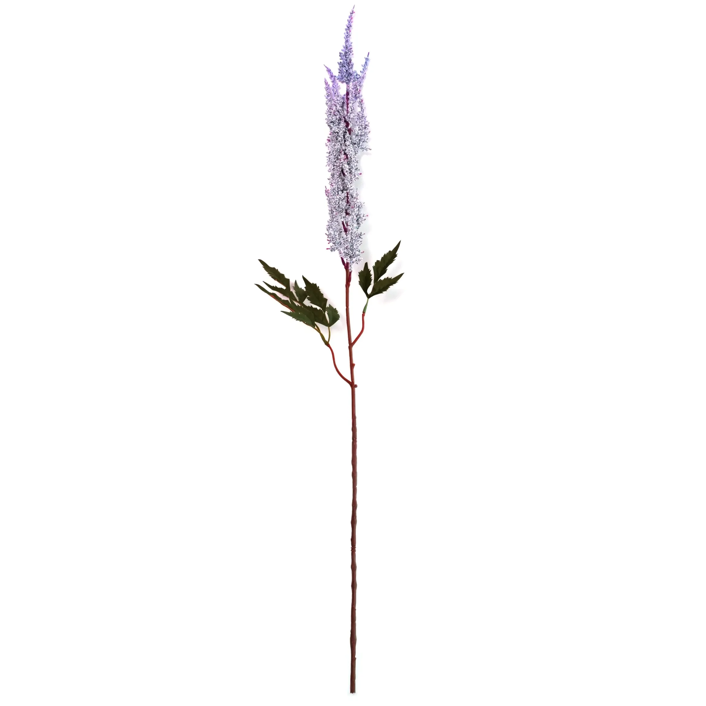 Astilbe chenis