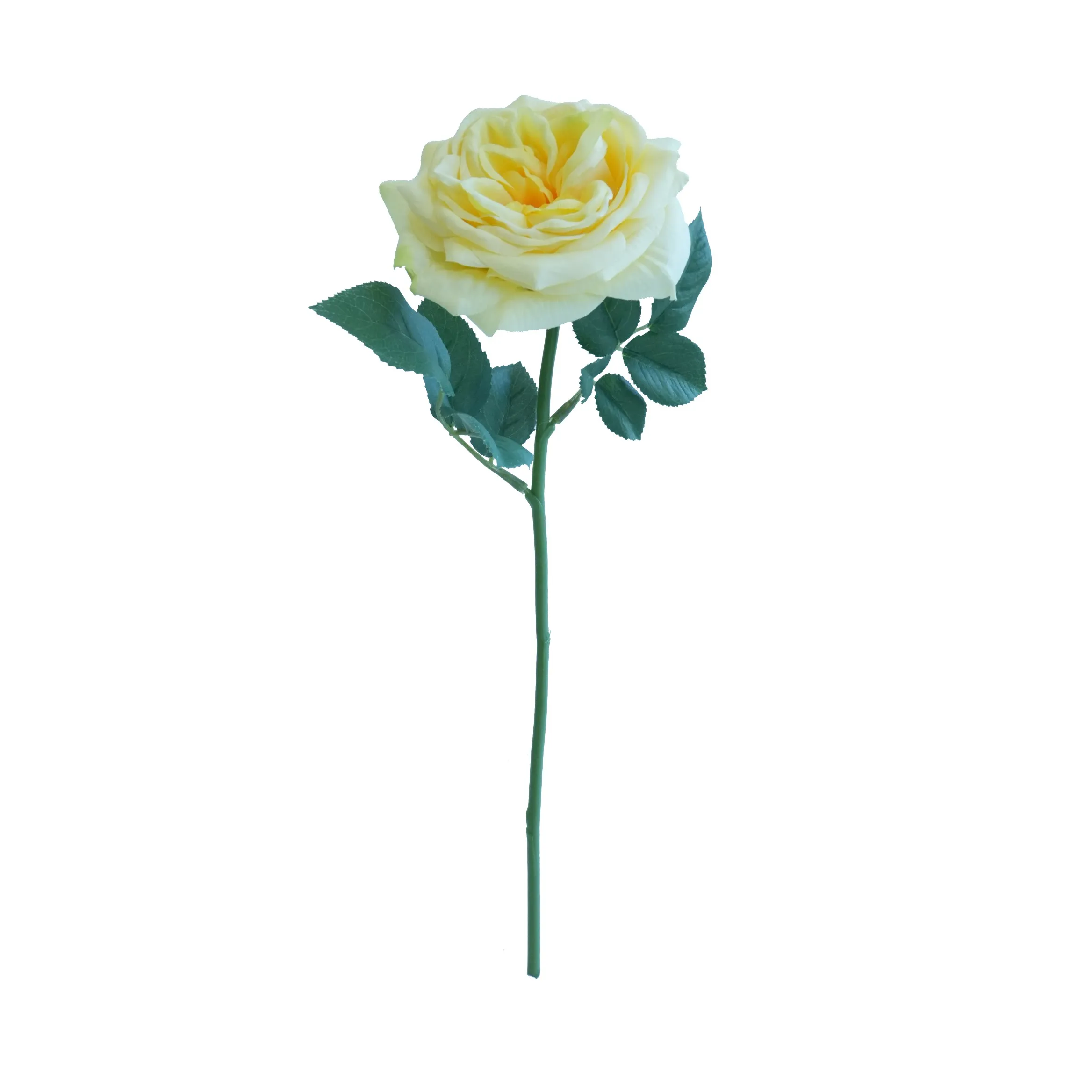 Short lilium Rose