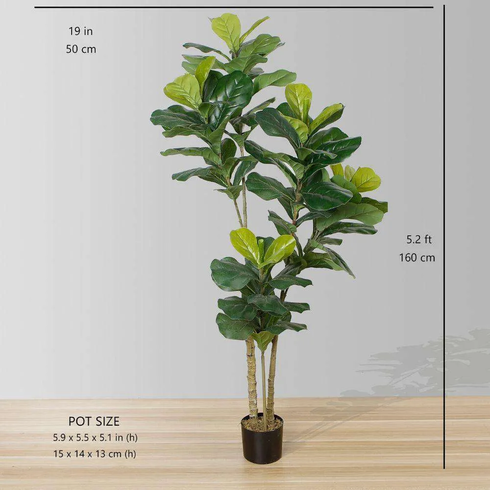 Dives artificialis fiddle folium potted plant (multa magnitudine)