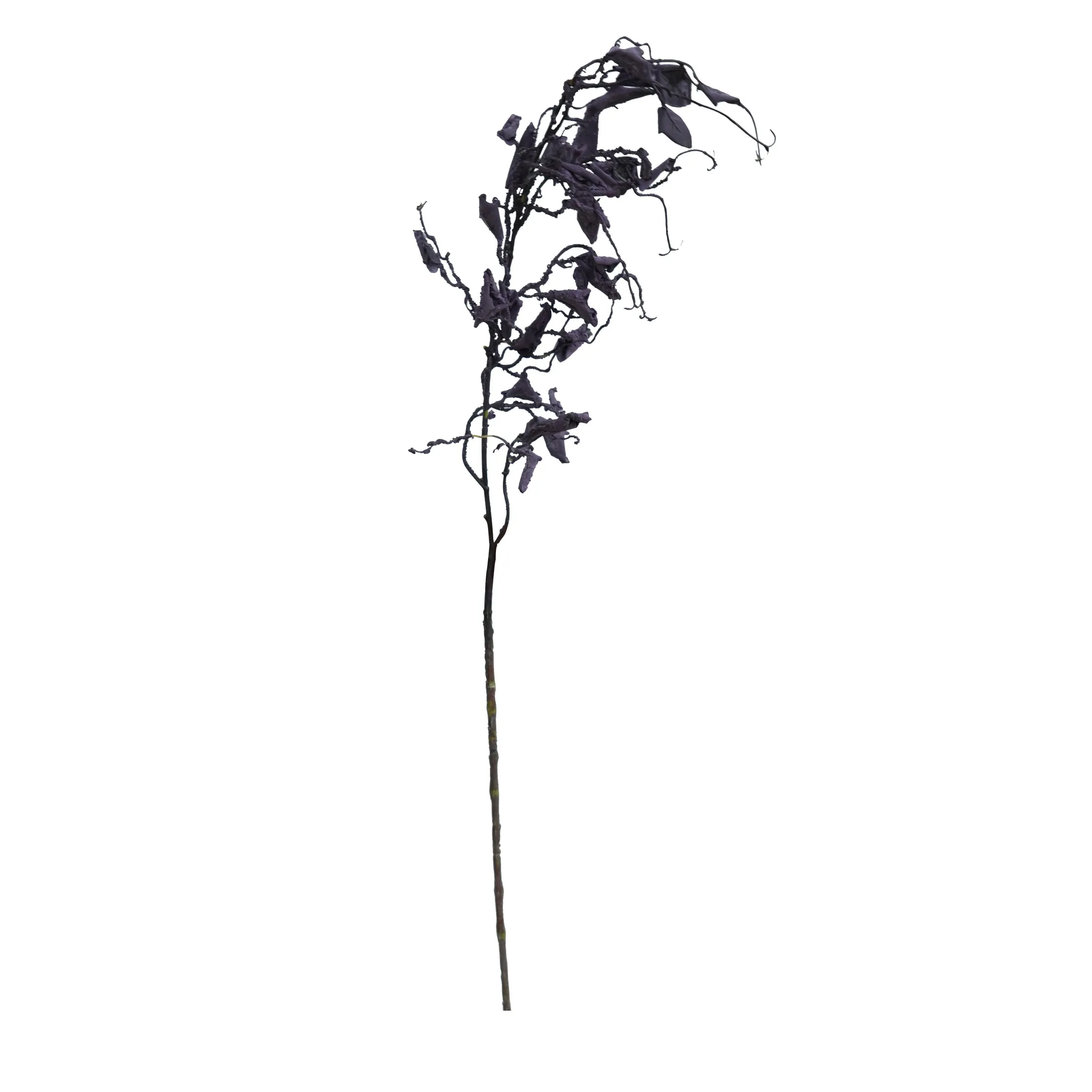 A unum draco barbatum II