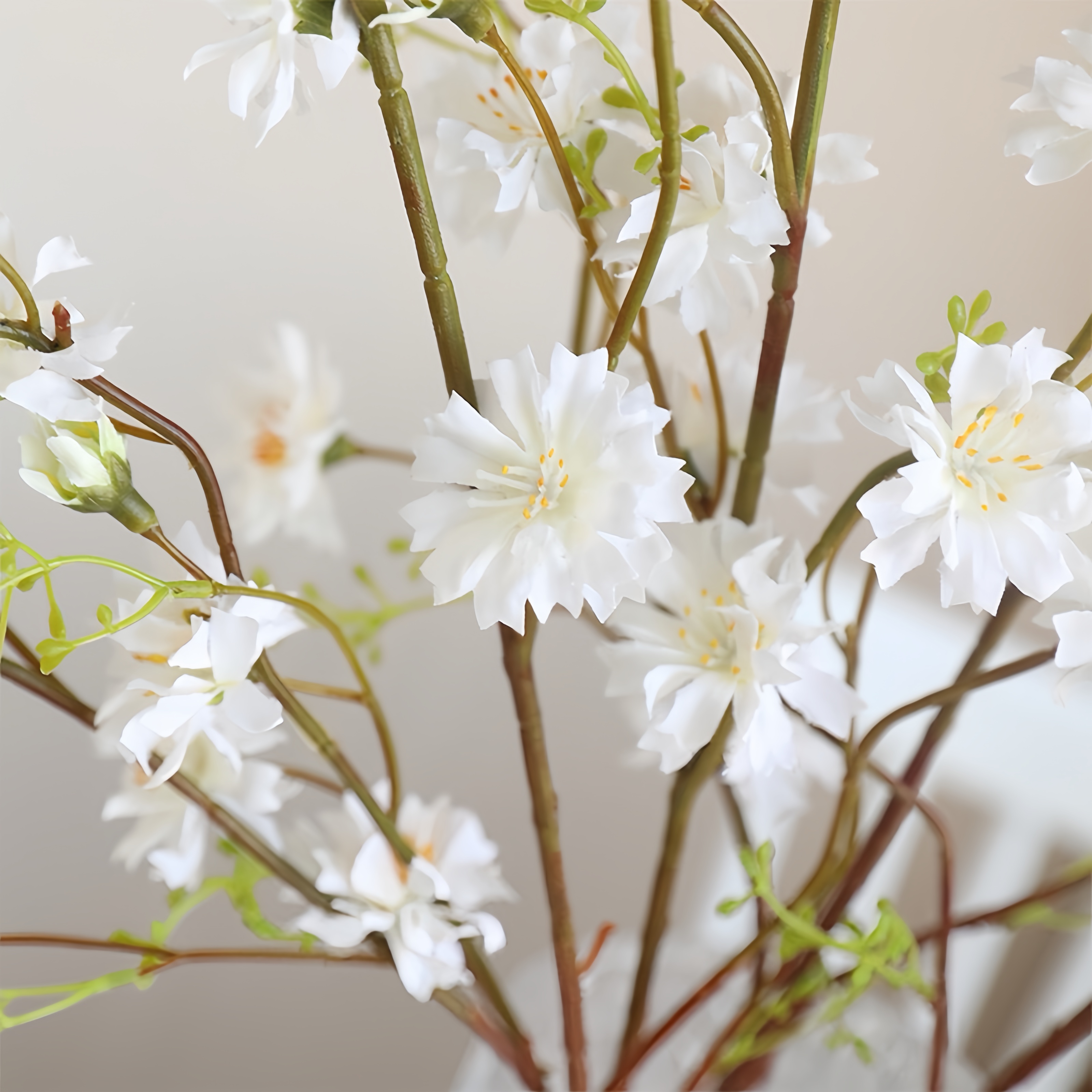 Artificialis salices Chrysanthemum germen