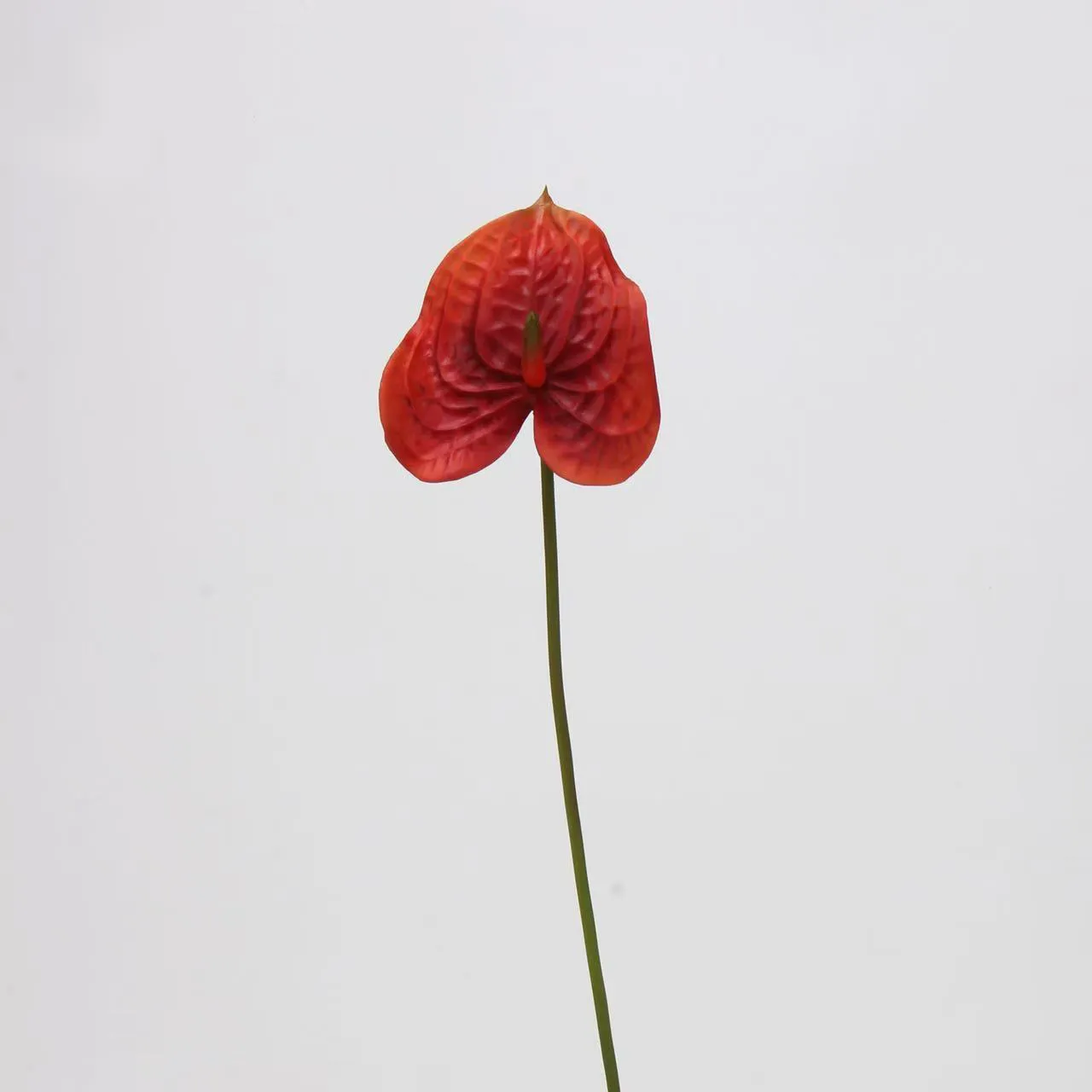 anthurium palmam