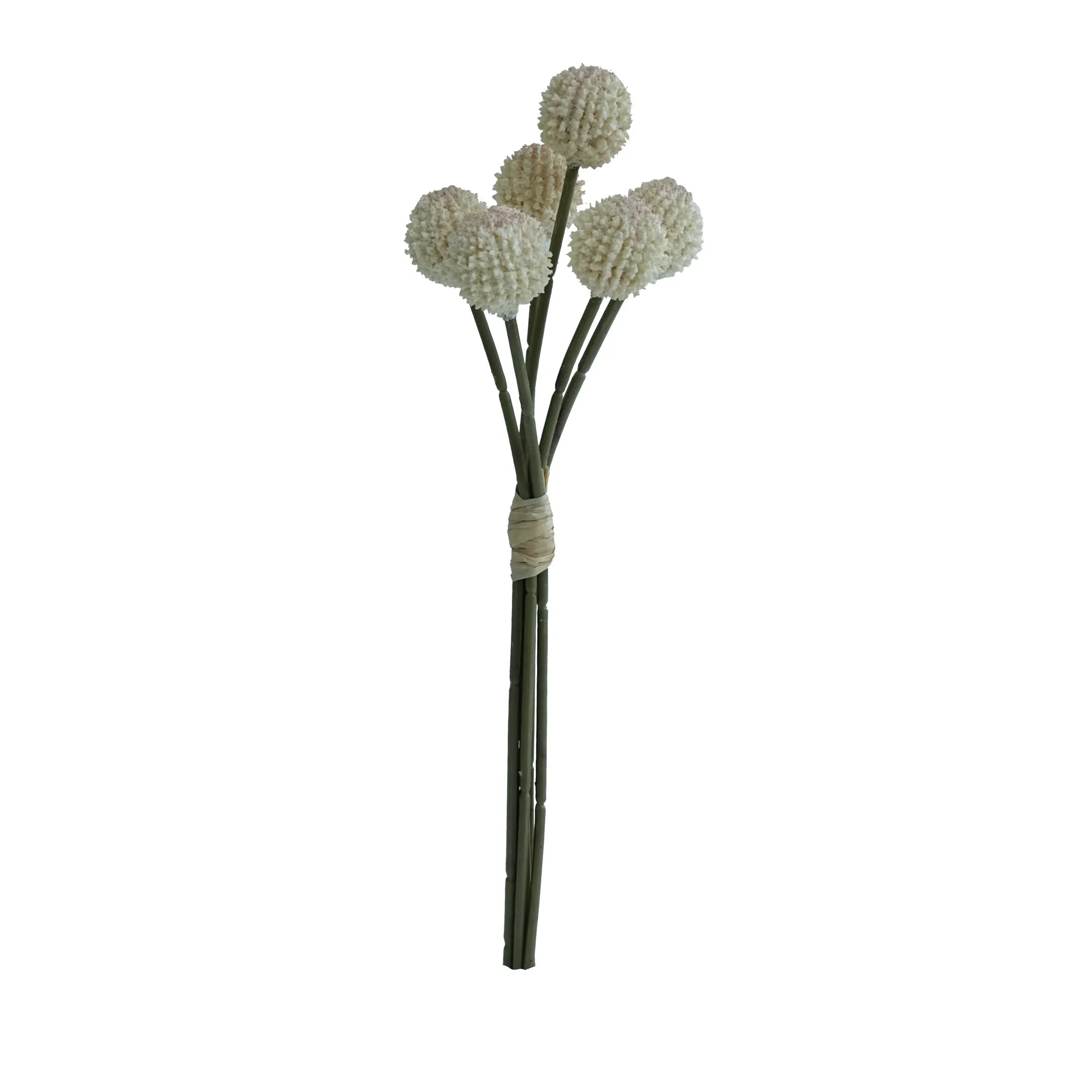 Fasciculus aurea balls