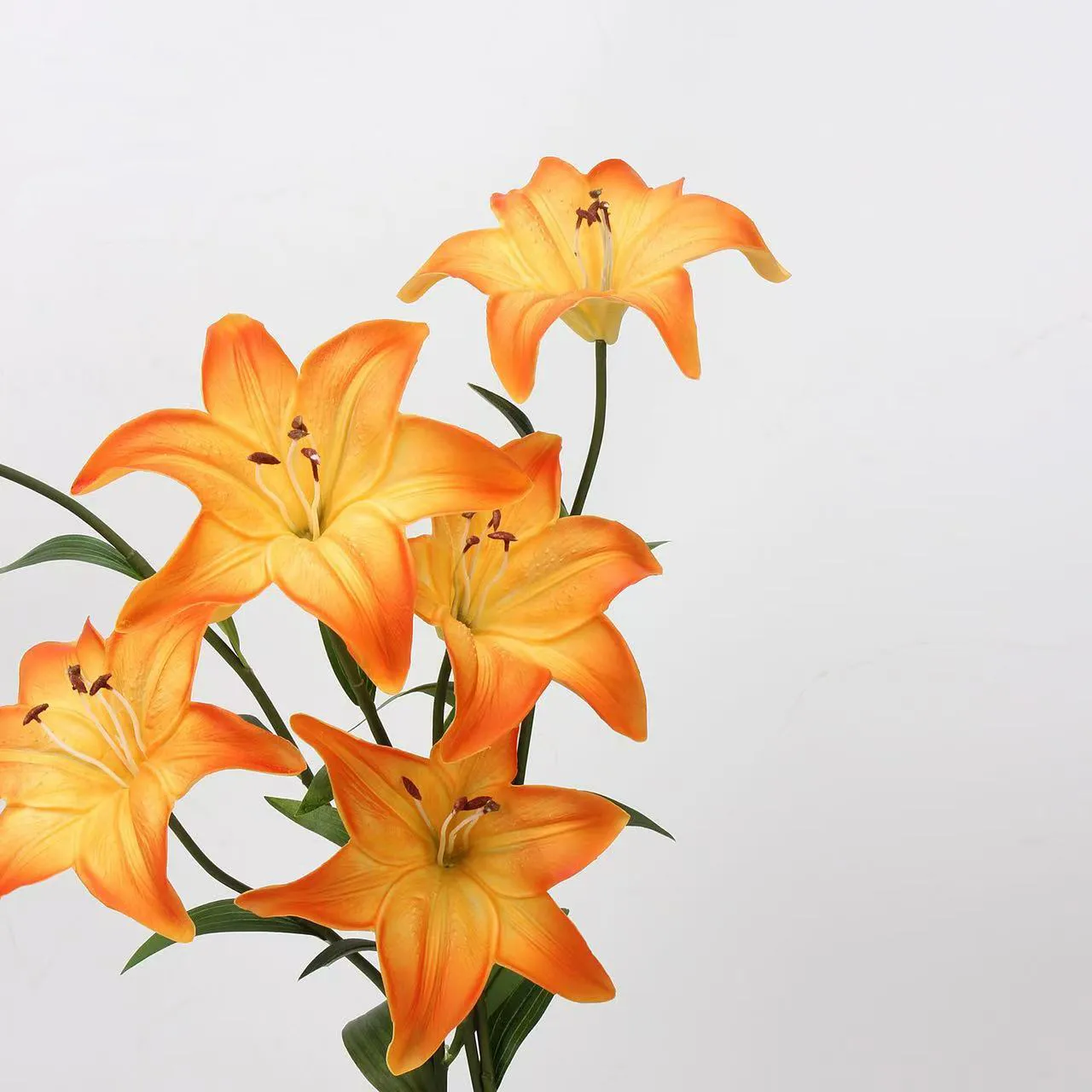 Amans lilium