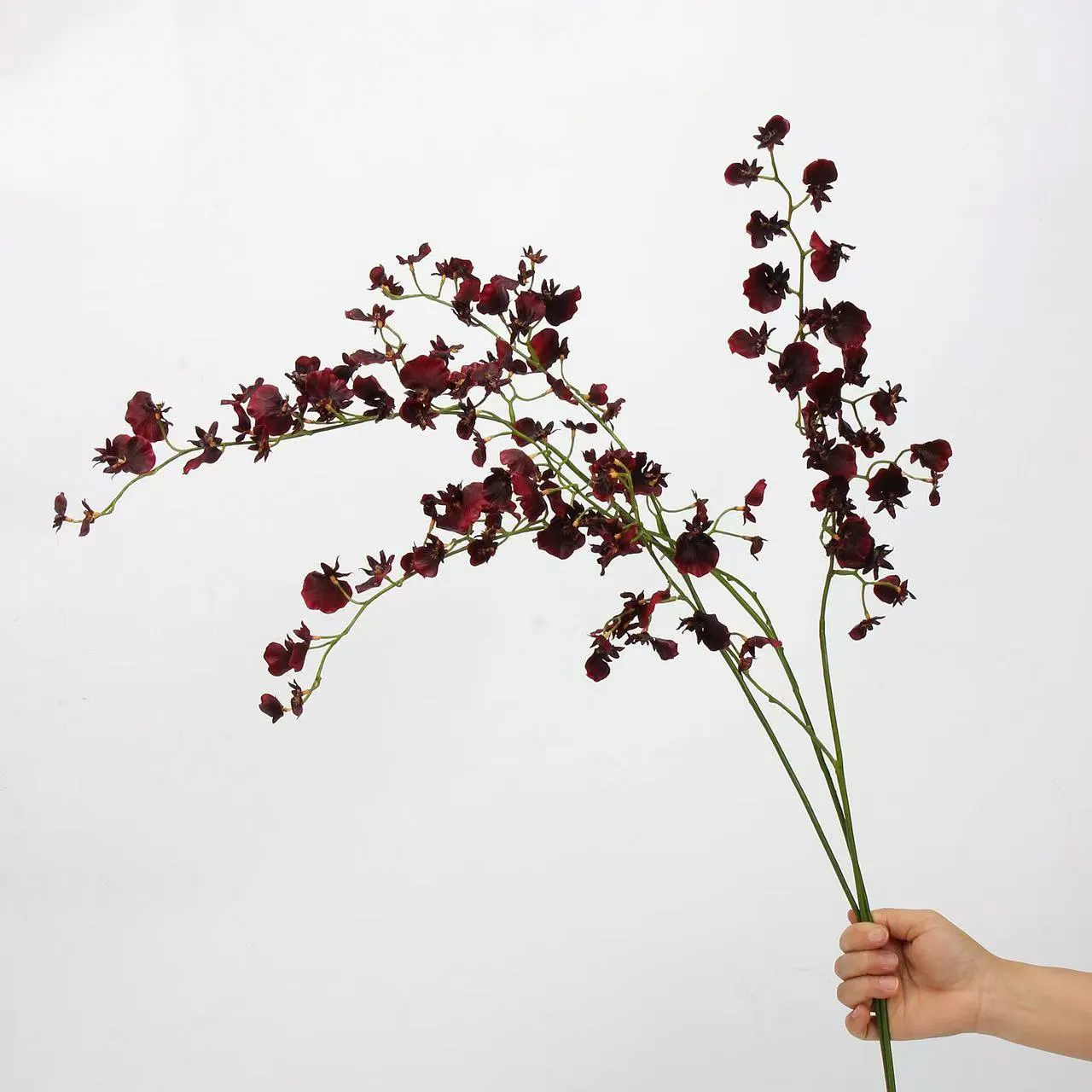 choris orchid