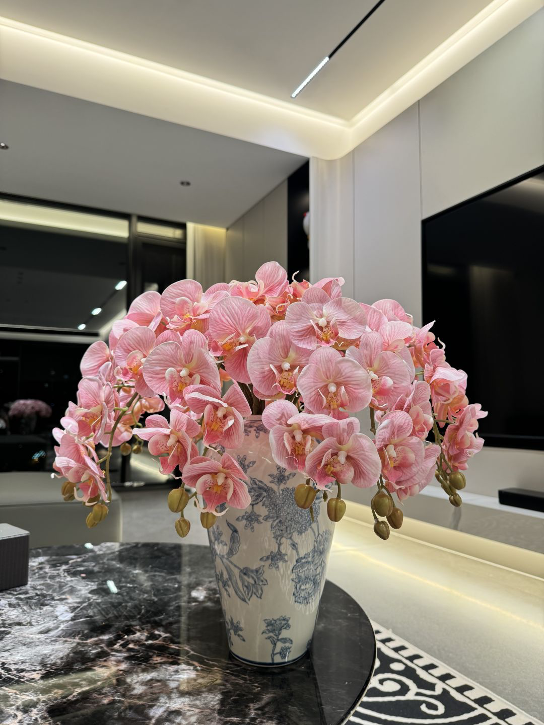 Phalaenopsis orchid