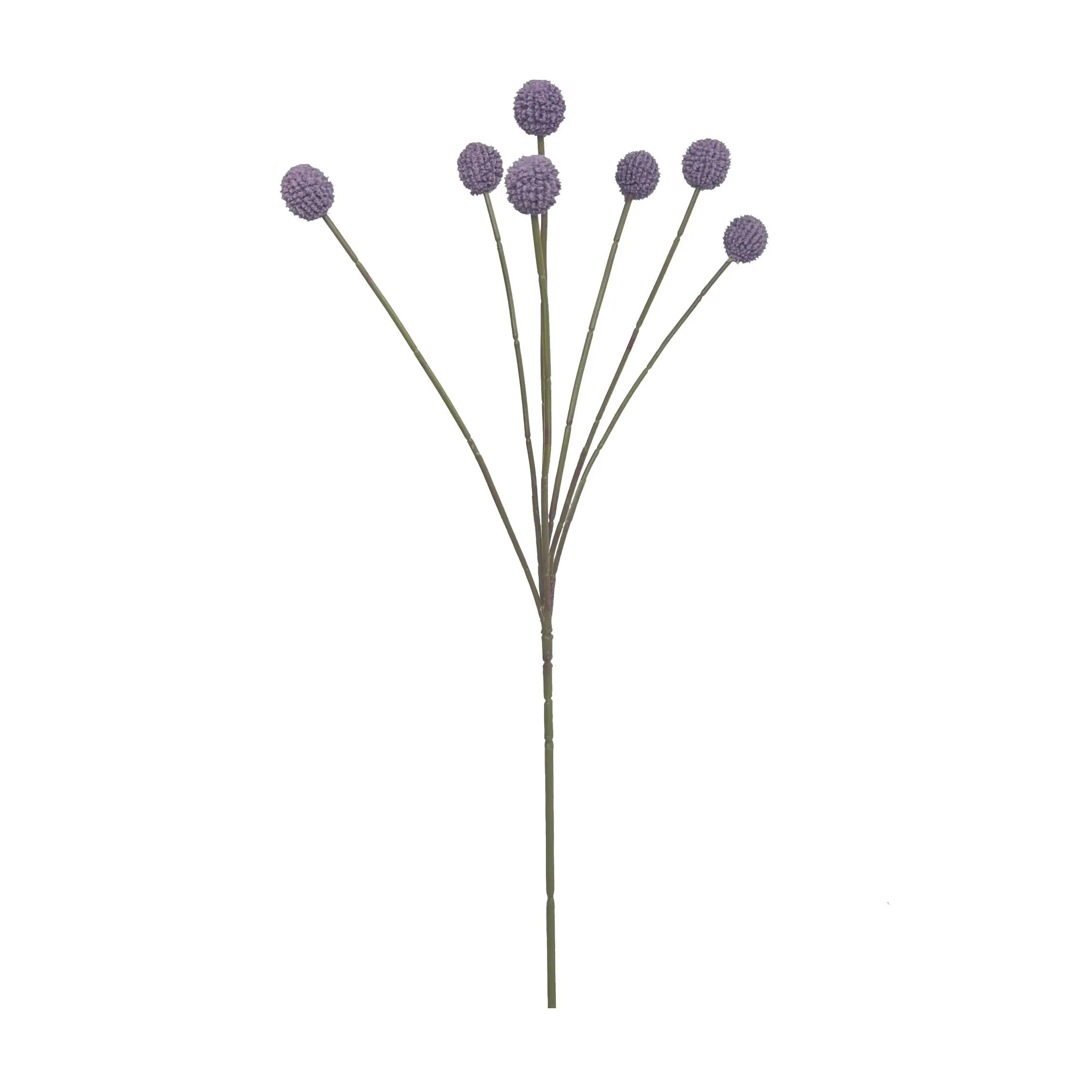 aureum