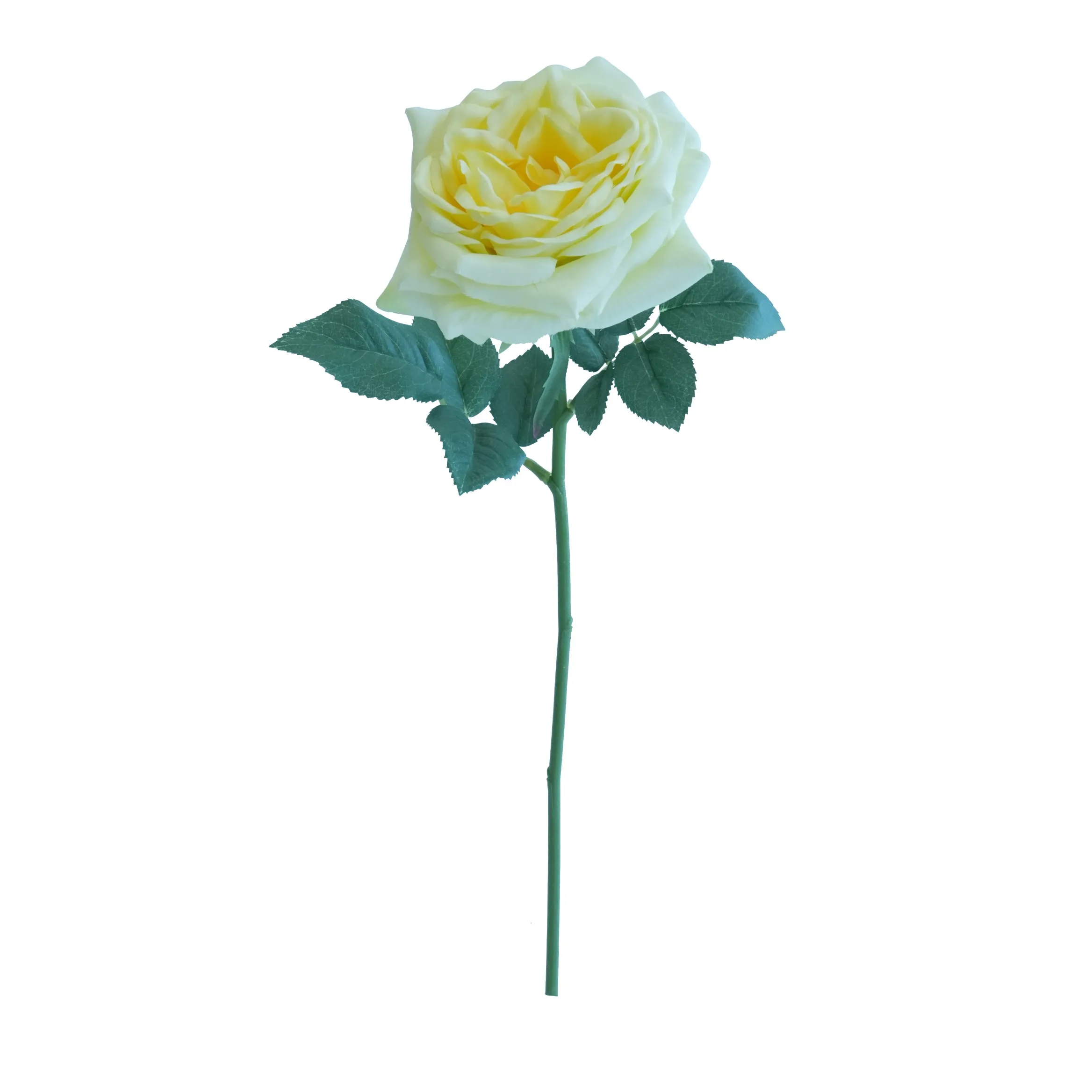 Short lilium Rose