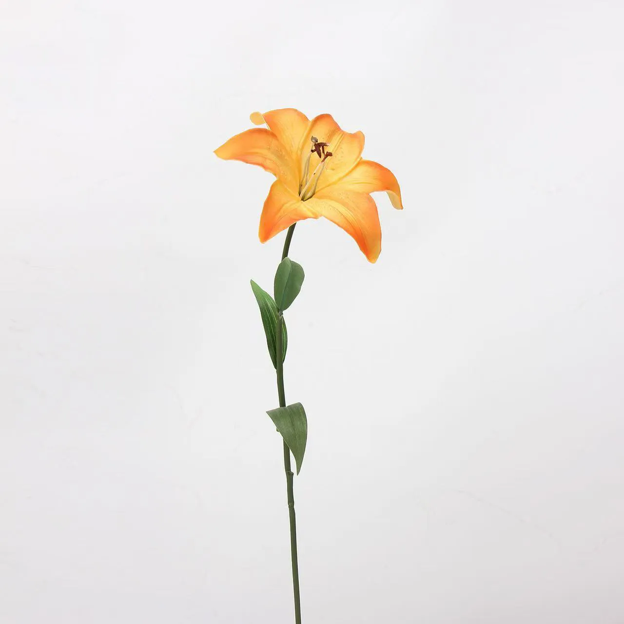 Amans lilium