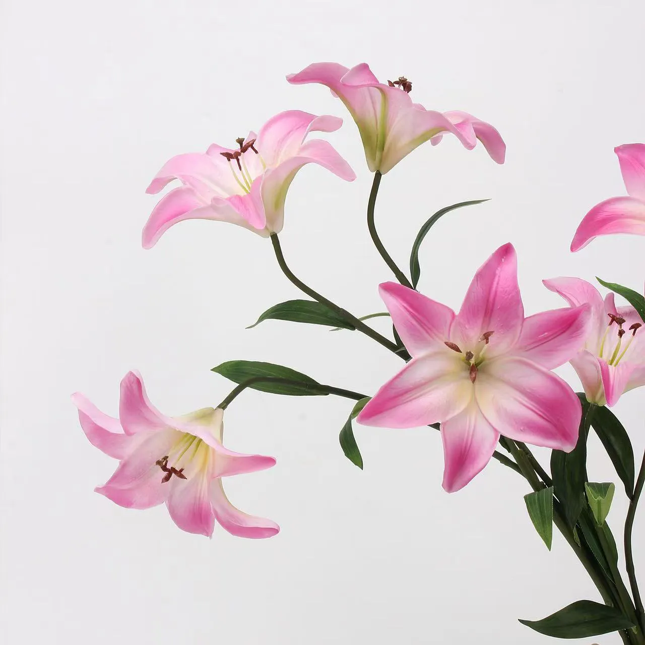 Amans lilium