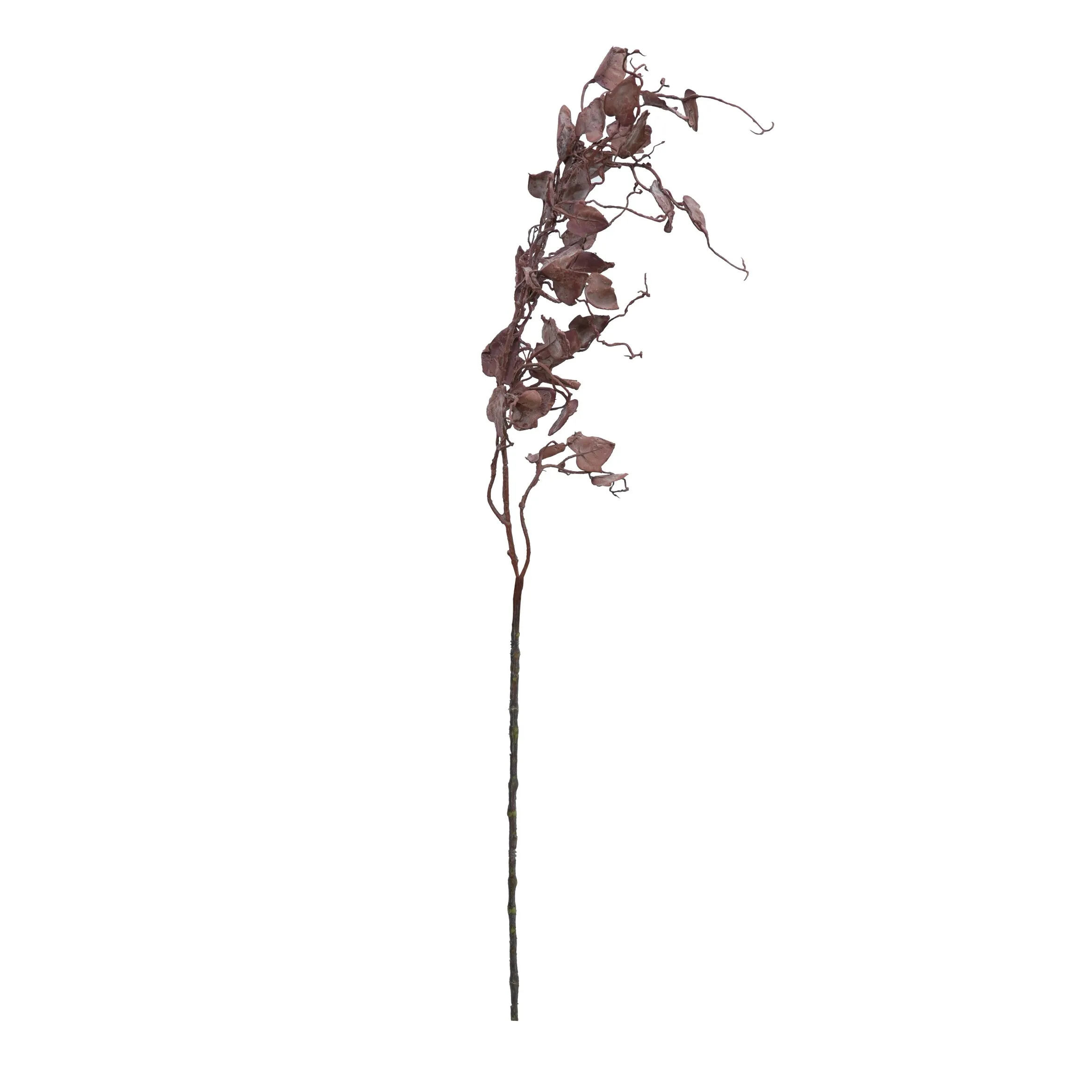 A unum draco barbatum II