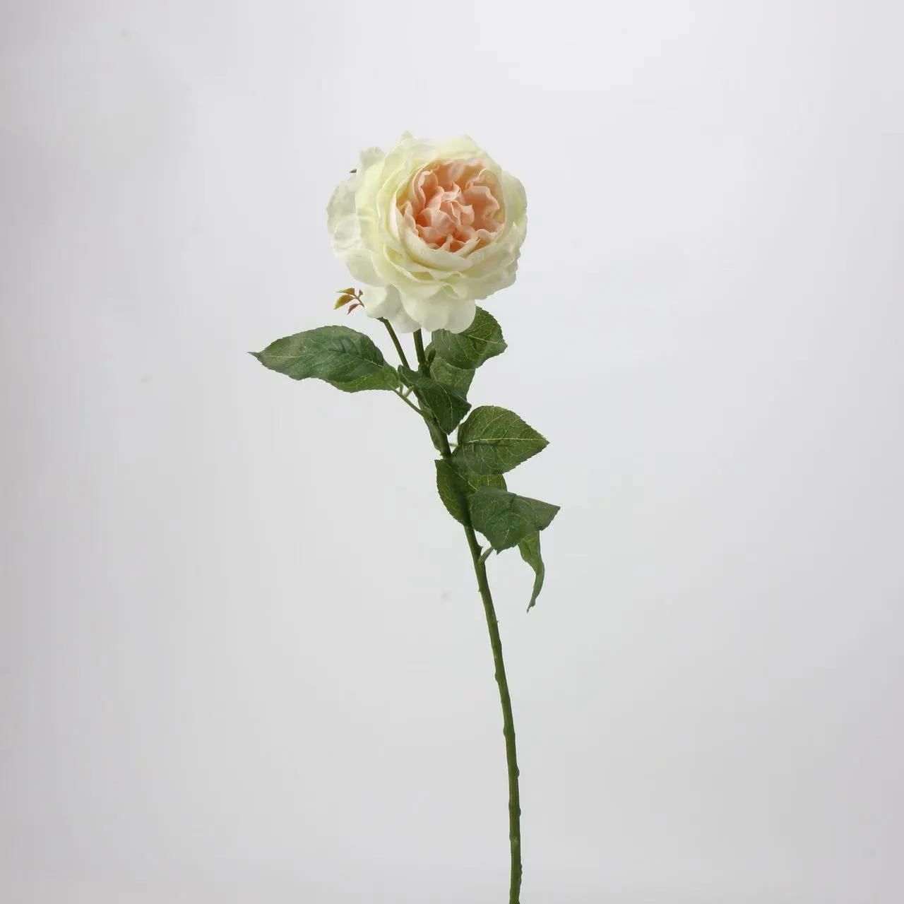 R. Lotus Rose