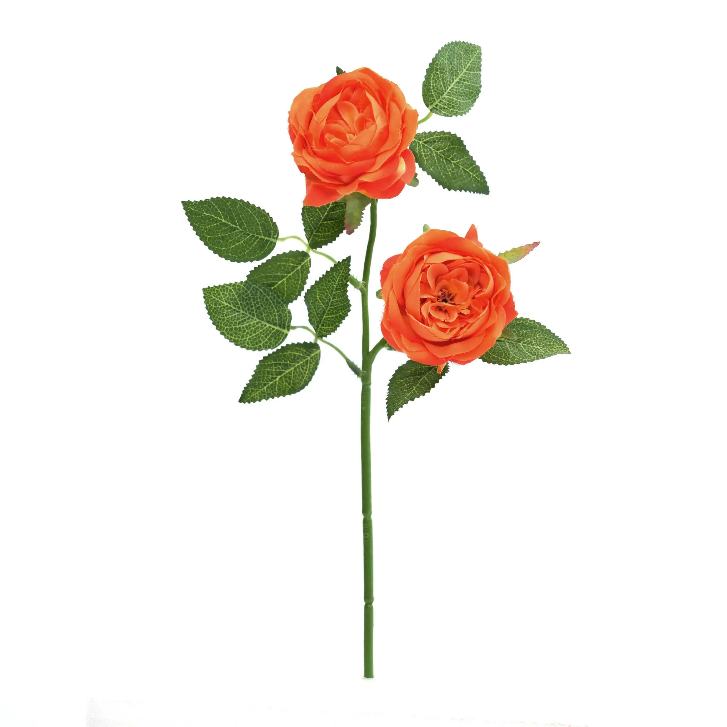 II rosas