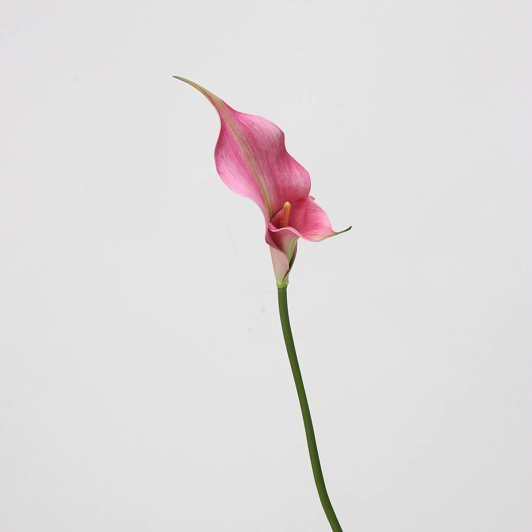 Calla lilium