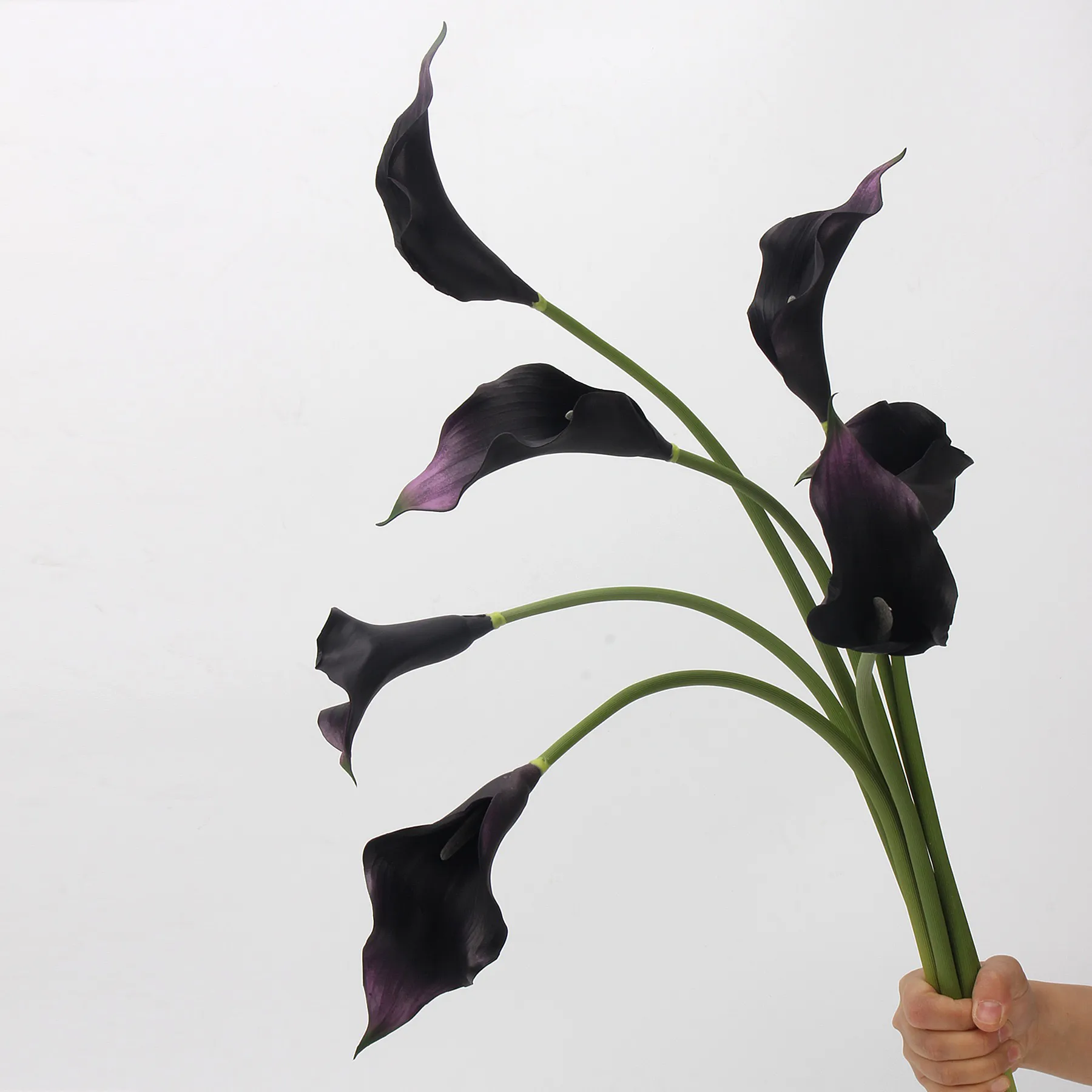 Calla lilium