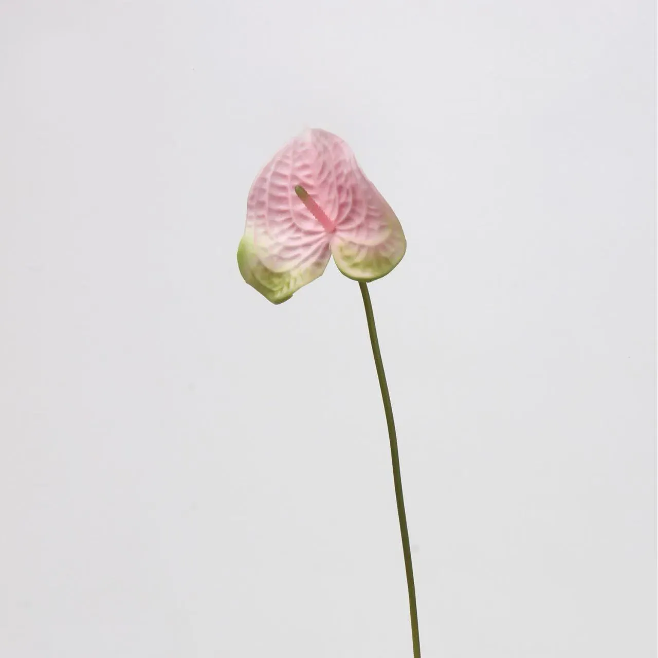 anthurium palmam