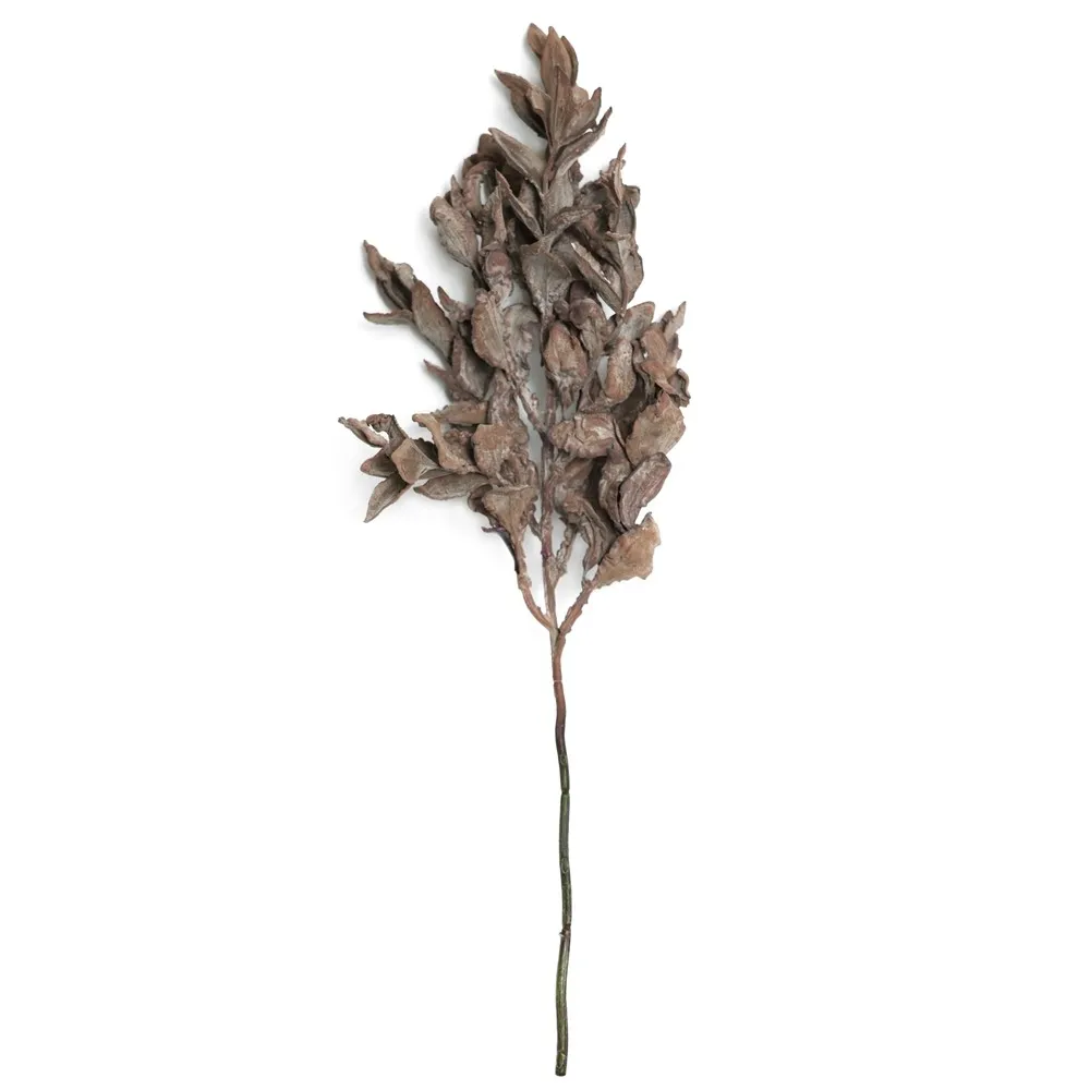 Short-ramosis yuanbao folium